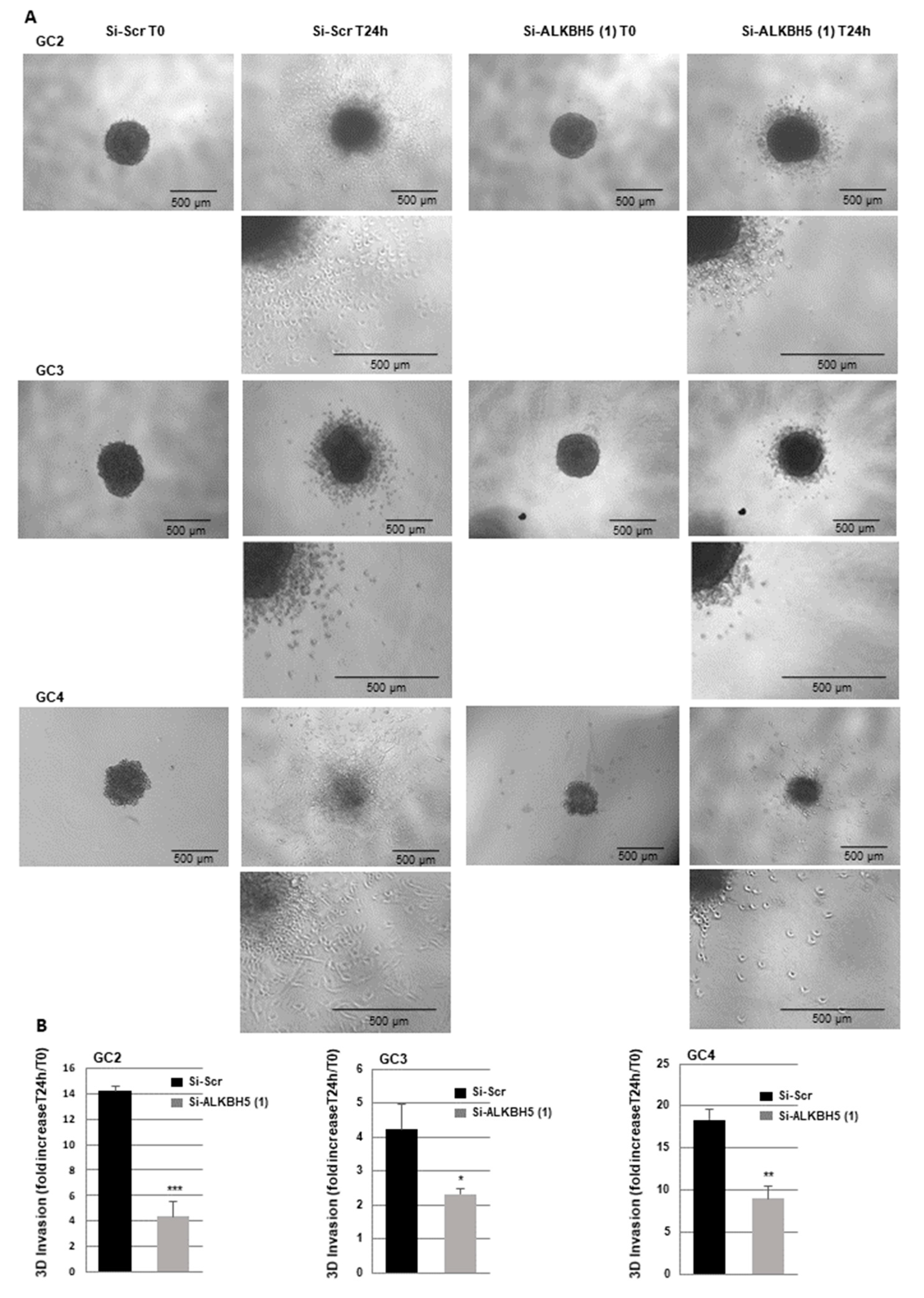 Cancers 13 00040 g005