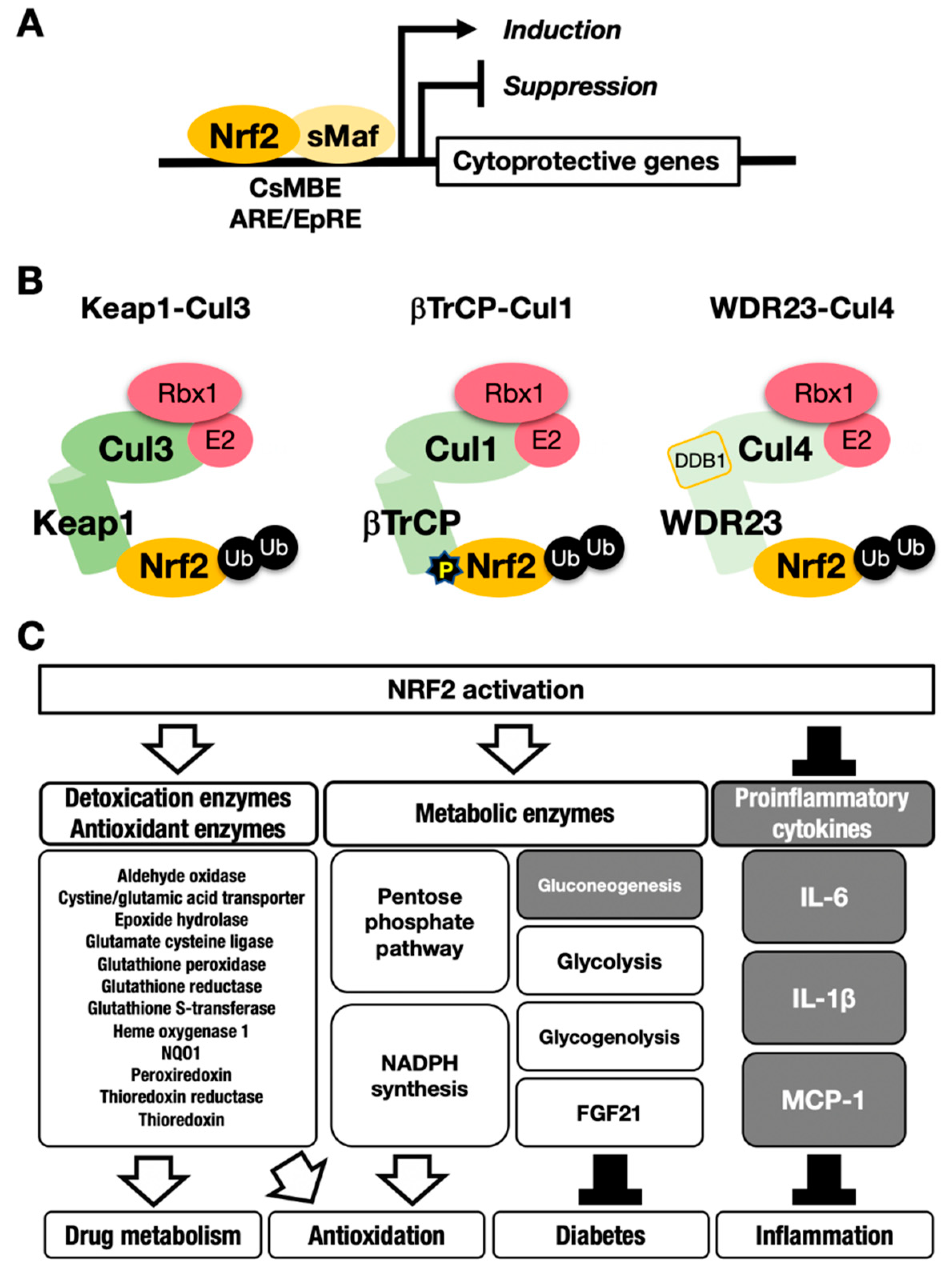 Cancers 13 00046 g001 Cancers 13 00046 g001