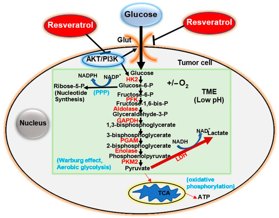 Cancers Free Full Text Resveratrol S Anti Cancer Effects Through The Modulation Of Tumor Glucose Metabolism Html