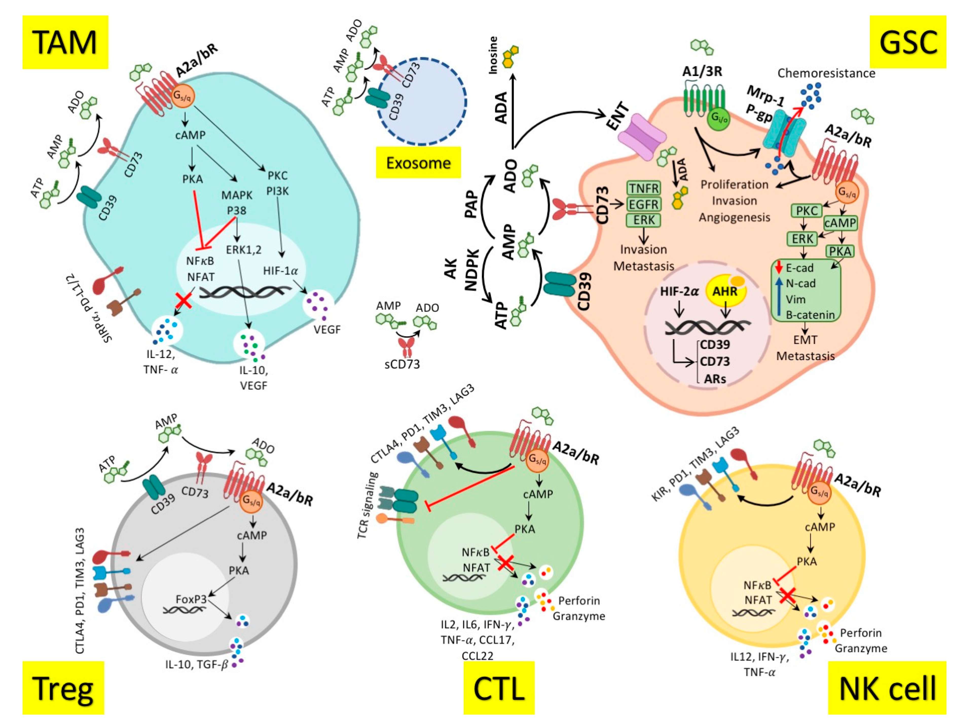 Cancers Free Full Text Adenosinergic Pathway A Hope In The Immunotherapy Of Glioblastoma Html