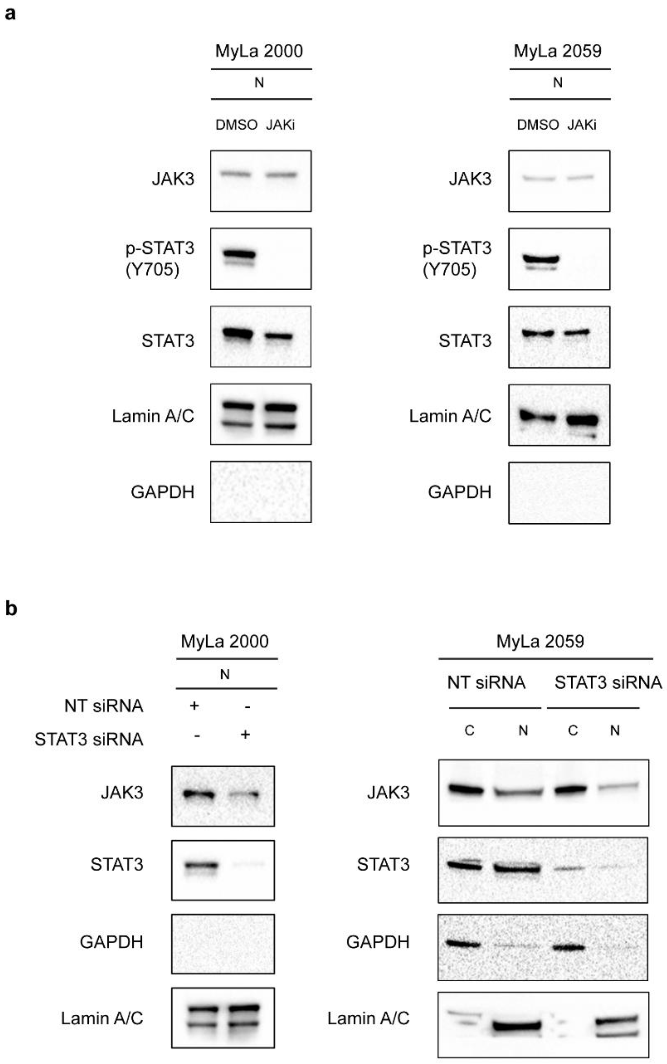 Cancers 13 00280 g003