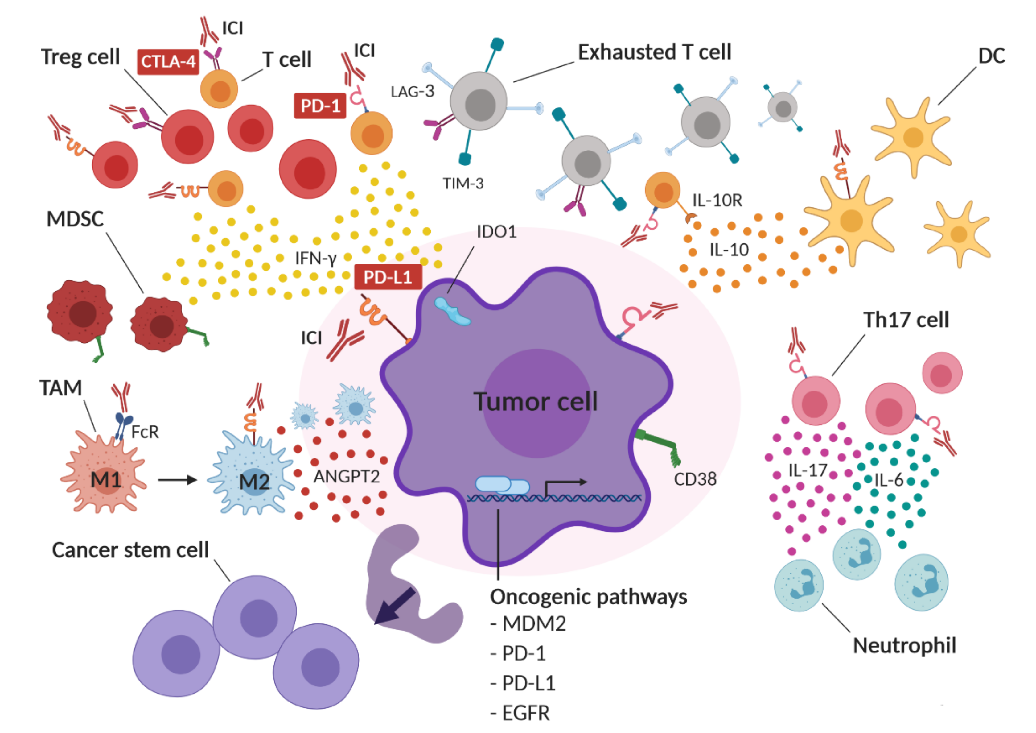 Cancers 13 00309 g001