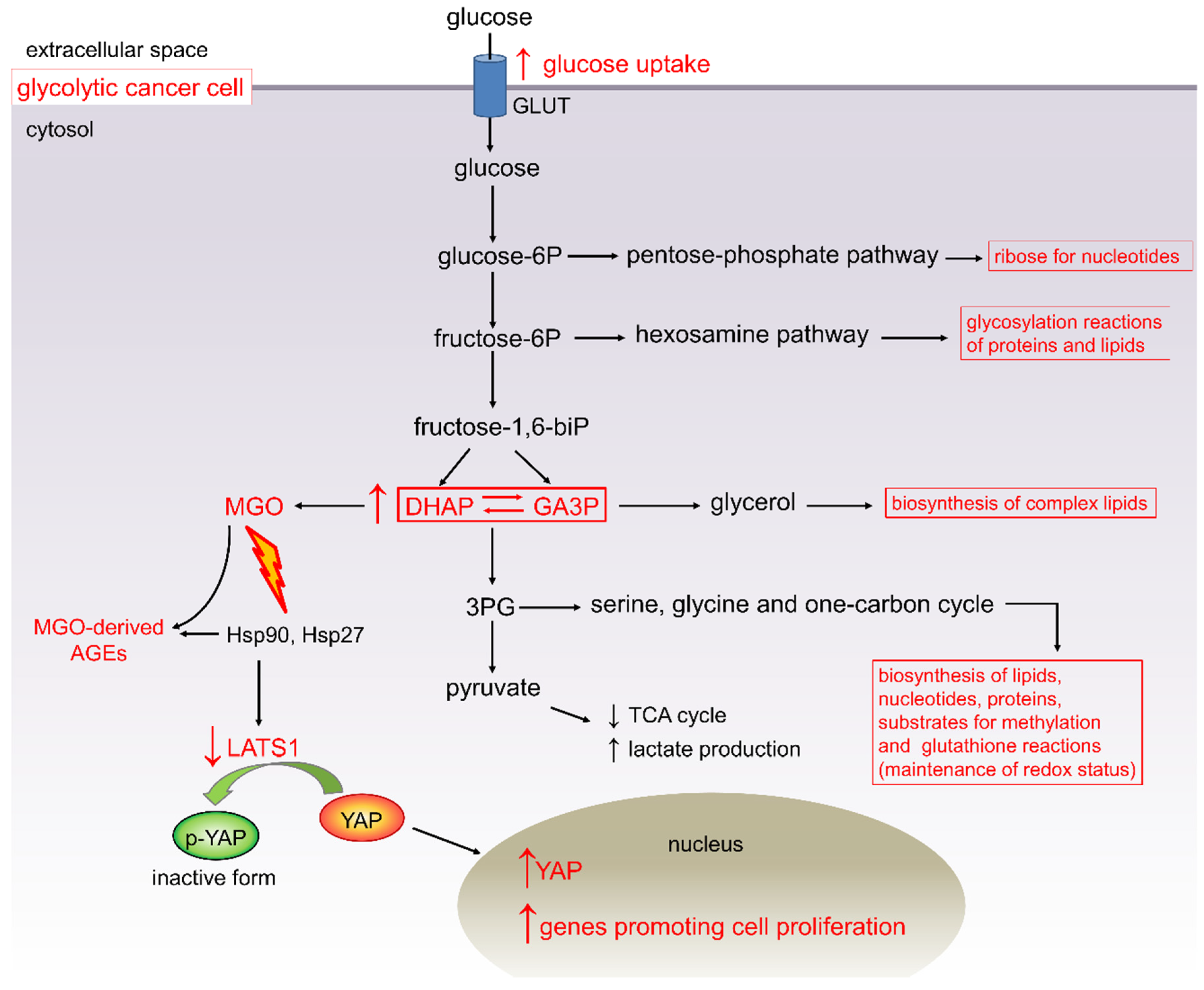 Cancers Free Full Text Diabetes And Pancreatic Cancer A Dangerous Liaison Relying On Carbonyl Stress