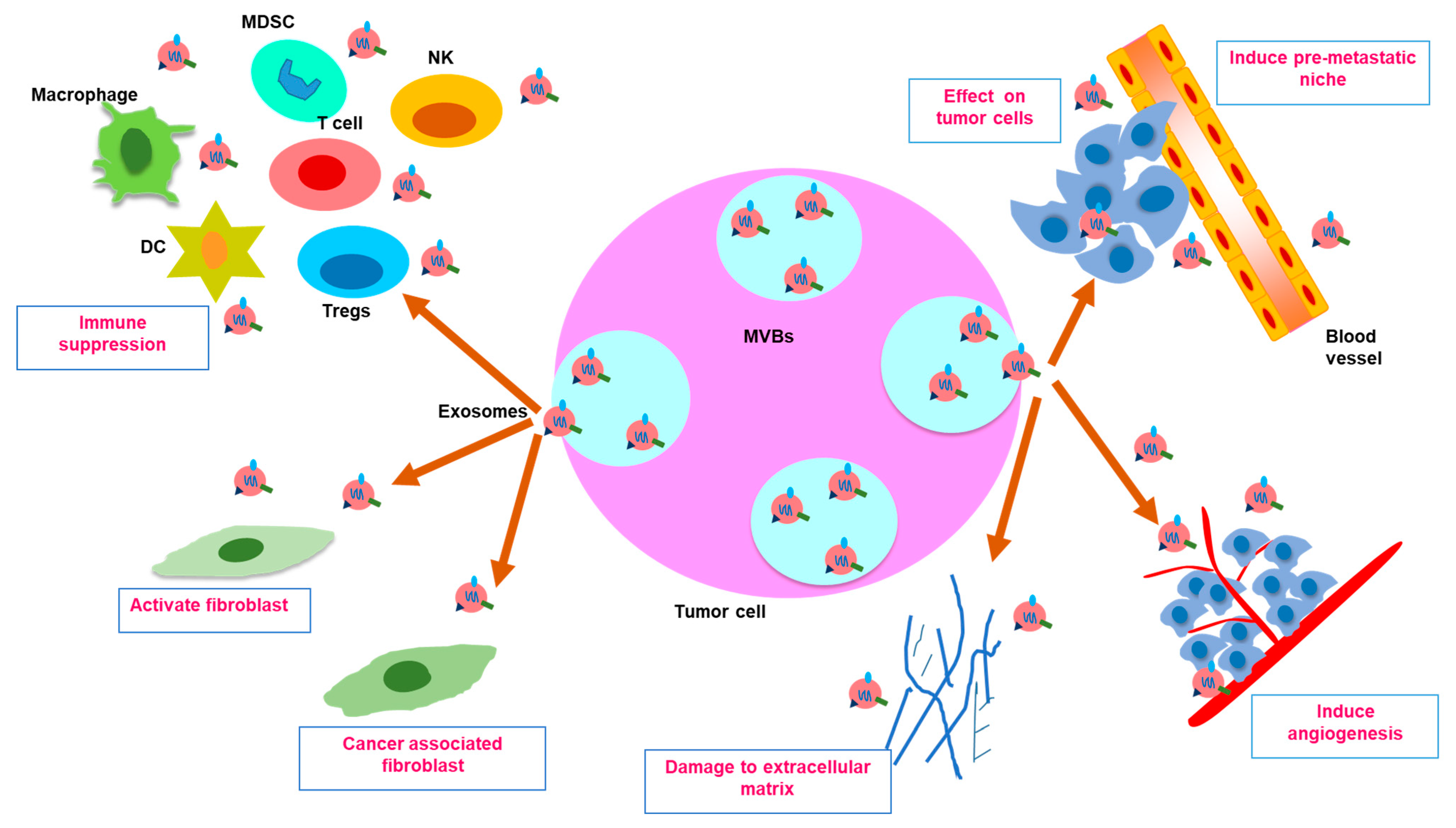 Cancers Free Full Text Trends In Research On Exosomes In Cancer Progression And Anticancer Therapy Html