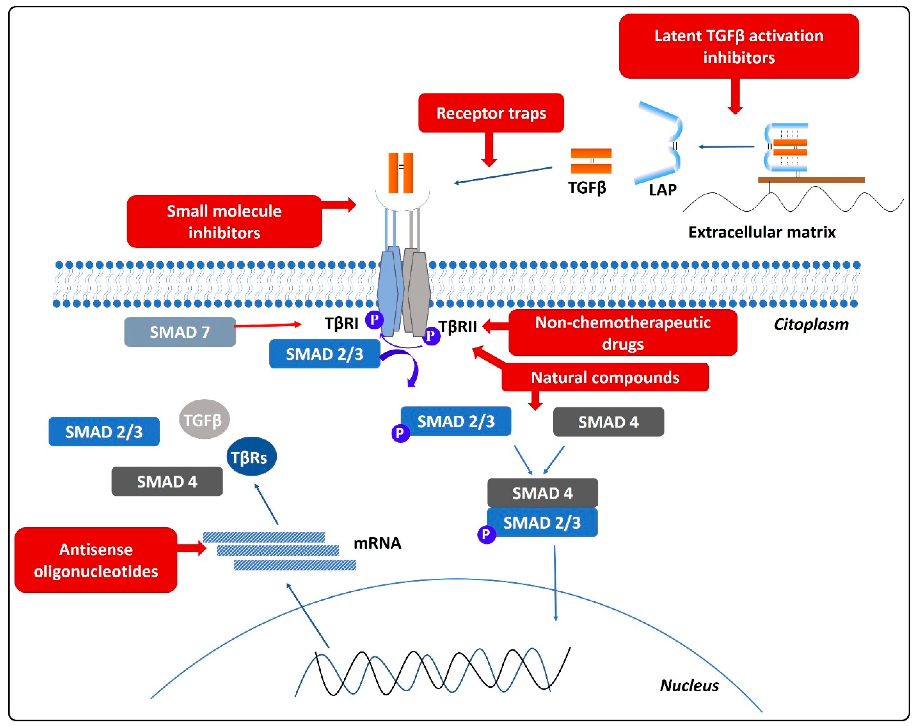 Breast cancer prevention by short-term inhibition of TGFβ signaling