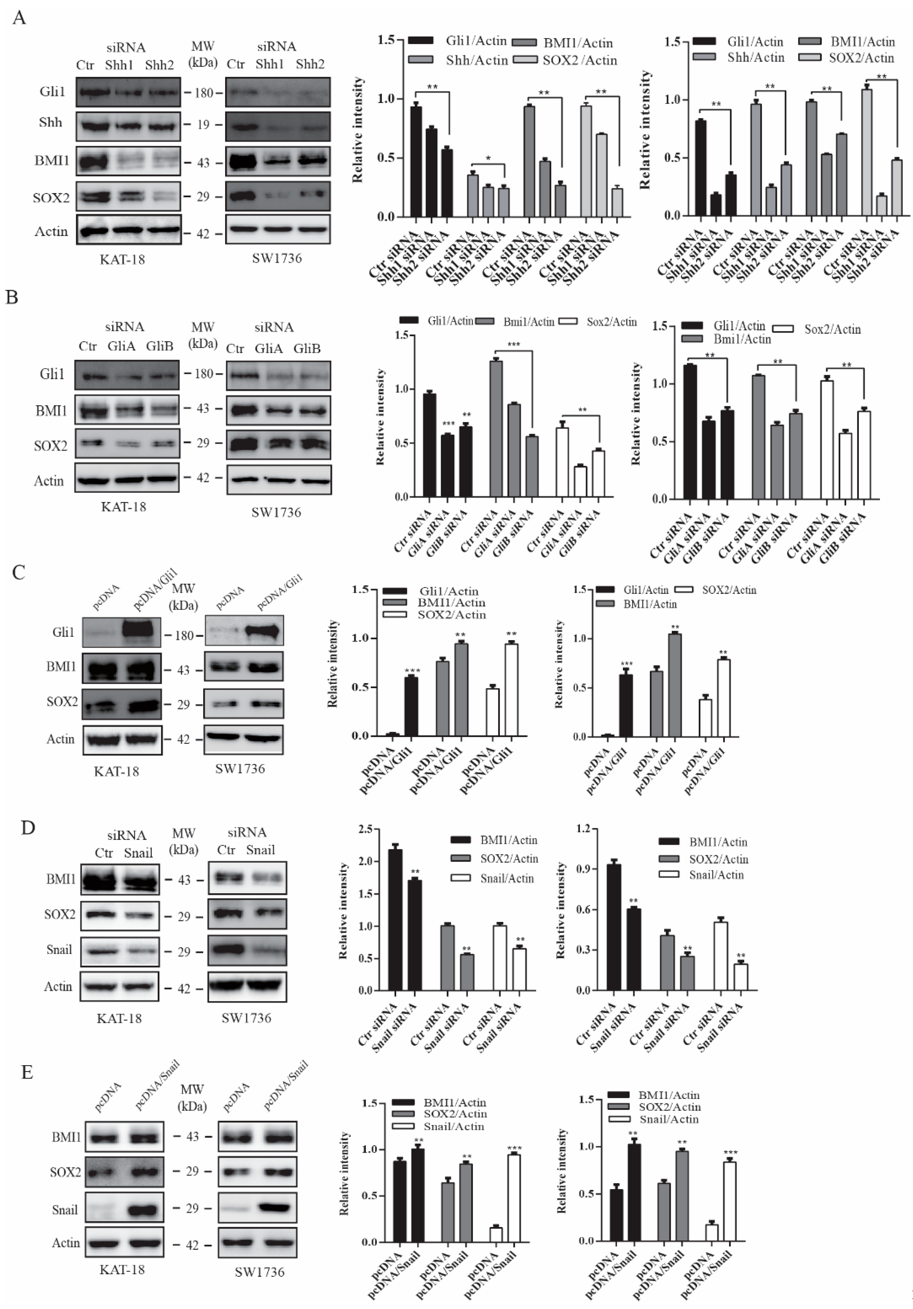 Cancers 13 00418 g002