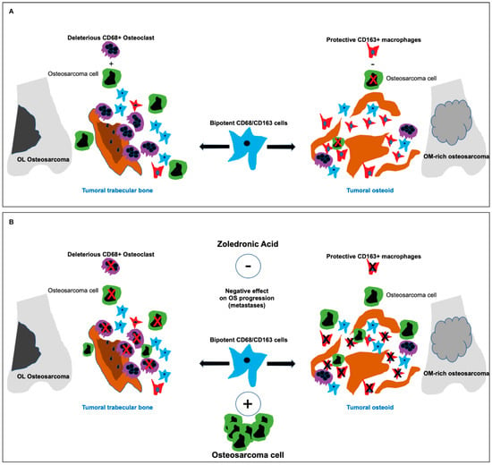 Macrophage cell counts (cells per mm2) in biopsy and tumour resection