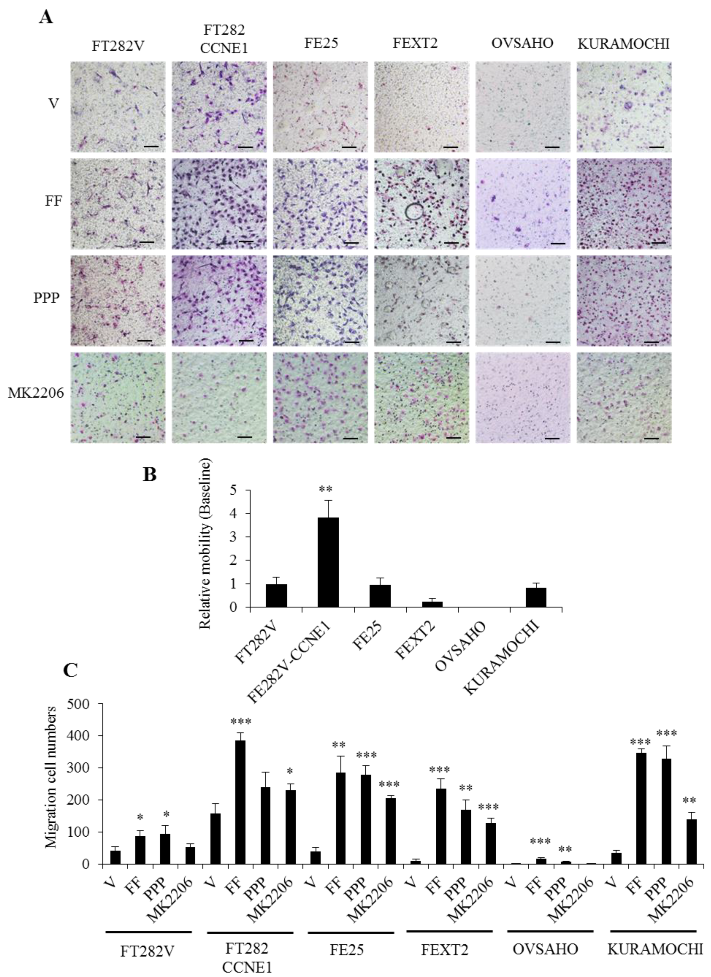 Cancers 13 00468 g006 Cancers 13 00468 g006