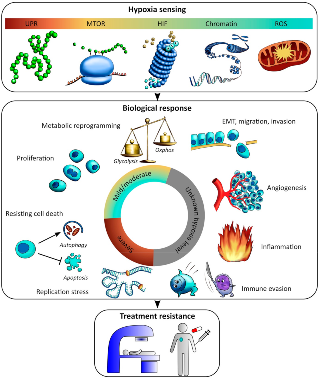 Cancers 13 00499 g005 Cancers 13 00499 g005