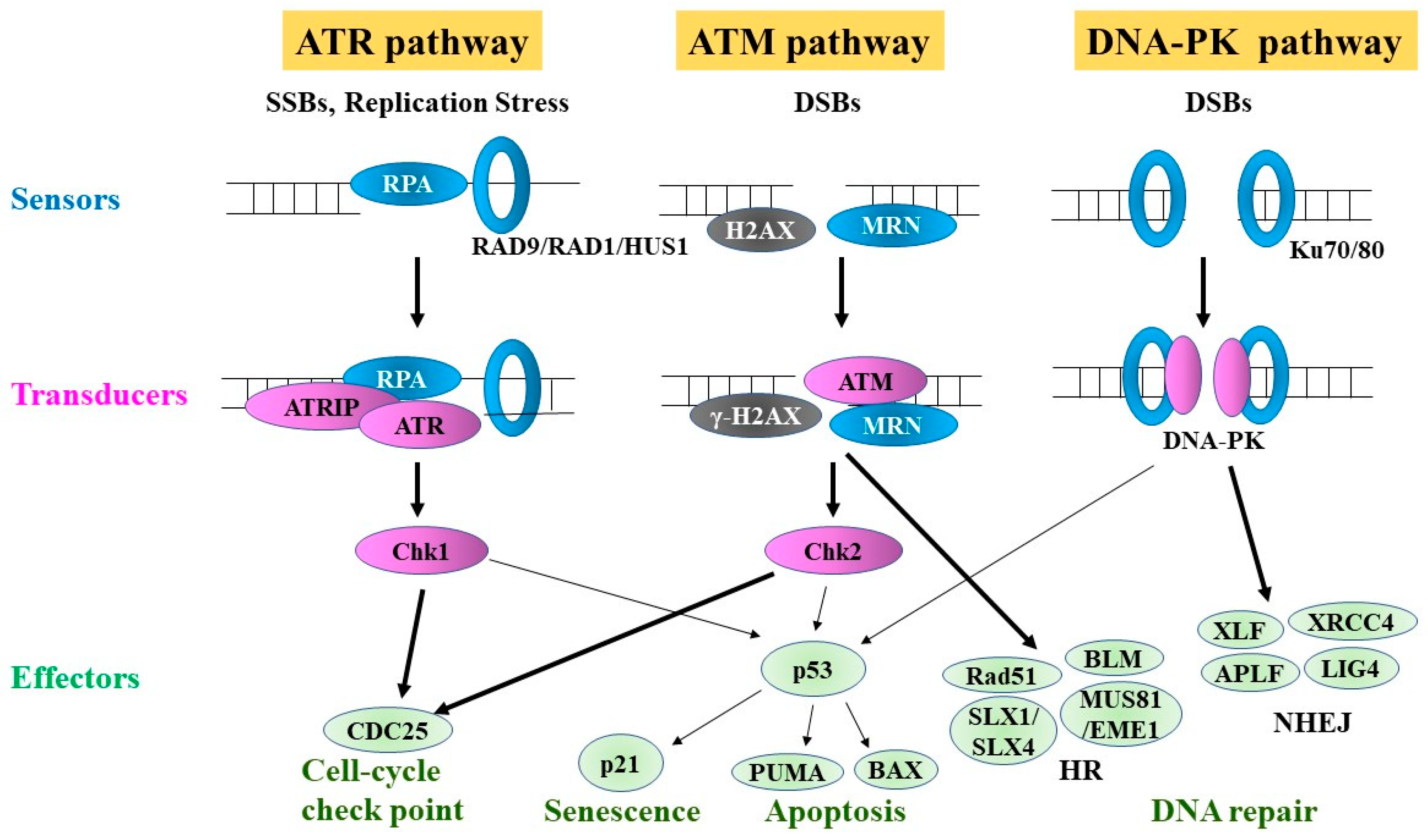 Cancers Free Full Text DNA Damage Response In Multiple Myeloma The Role Of The Tumor