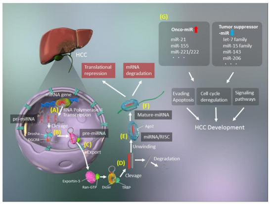 Cancers Free Full Text Micrornas In The Pathogenesis Of Hepatocellular Carcinoma A Review Html