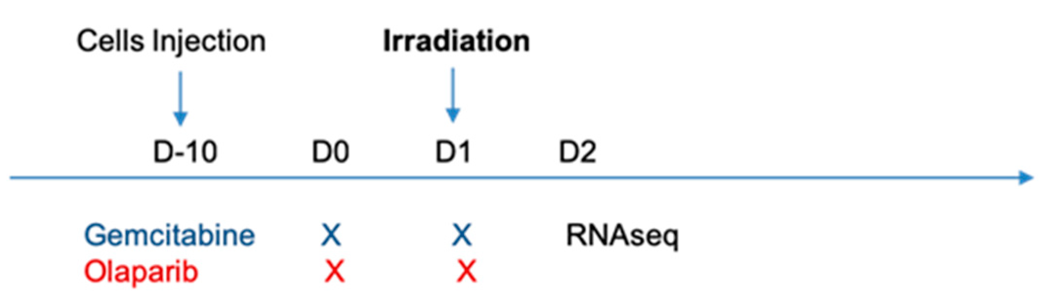 Cancers | Free Full-Text | Radiosensitizing Pancreatic Cancer with PARP  Inhibitor and Gemcitabine: An In Vivo and a Whole-Transcriptome Analysis  after Proton or Photon Irradiation