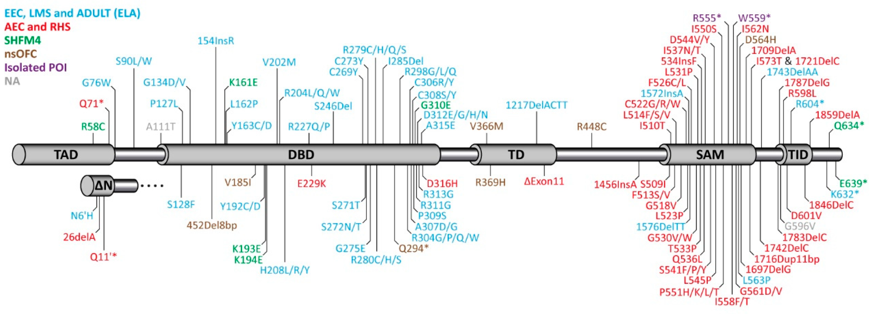 Cancers Free Full Text Isoform Specific Roles Of Mutant P63 In Human Diseases Html