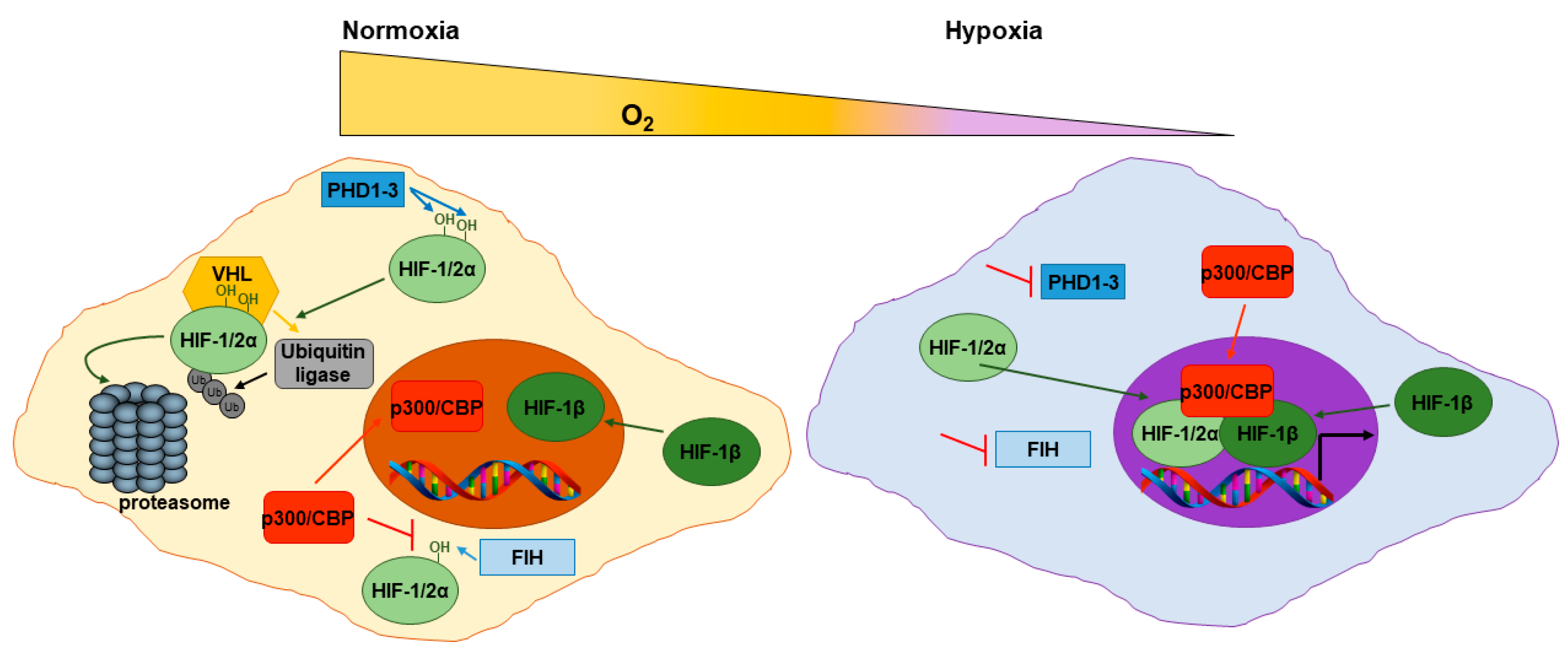 Cancers 13 00542 g002 Cancers 13 00542 g002