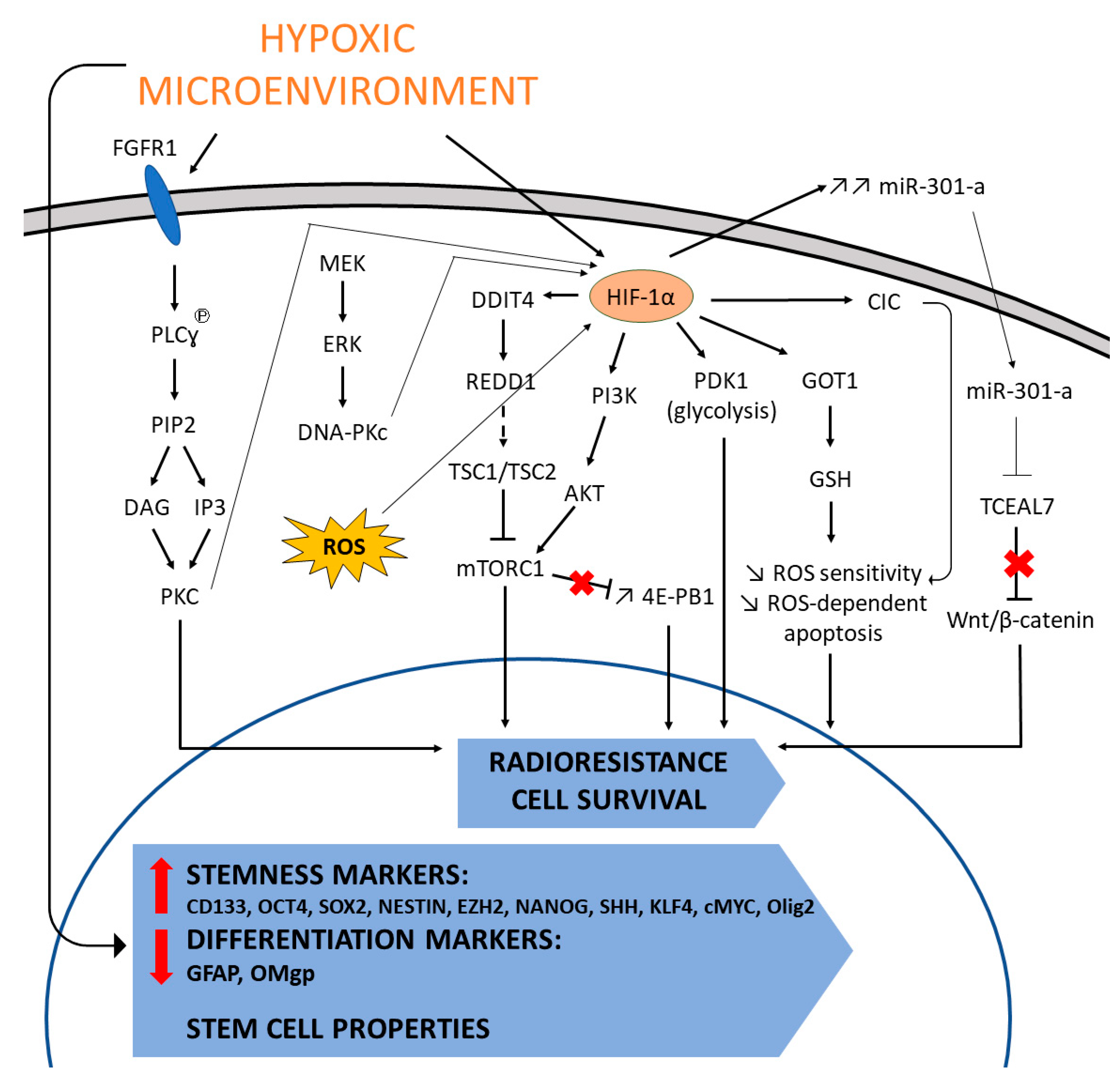 Cancers 13 00542 g006 Cancers 13 00542 g006
