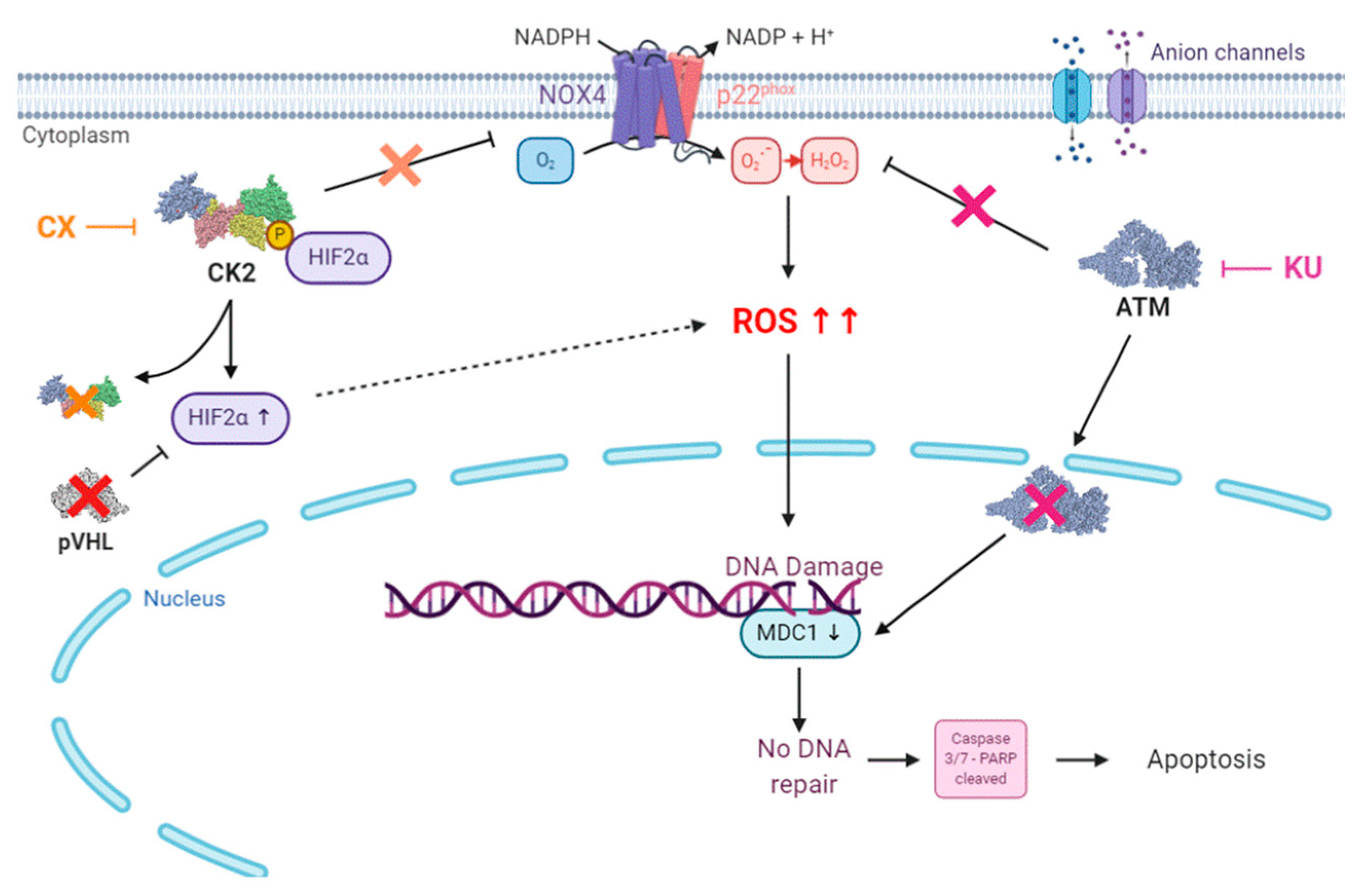 Cancers 13 00576 g006 Cancers 13 00576 g006