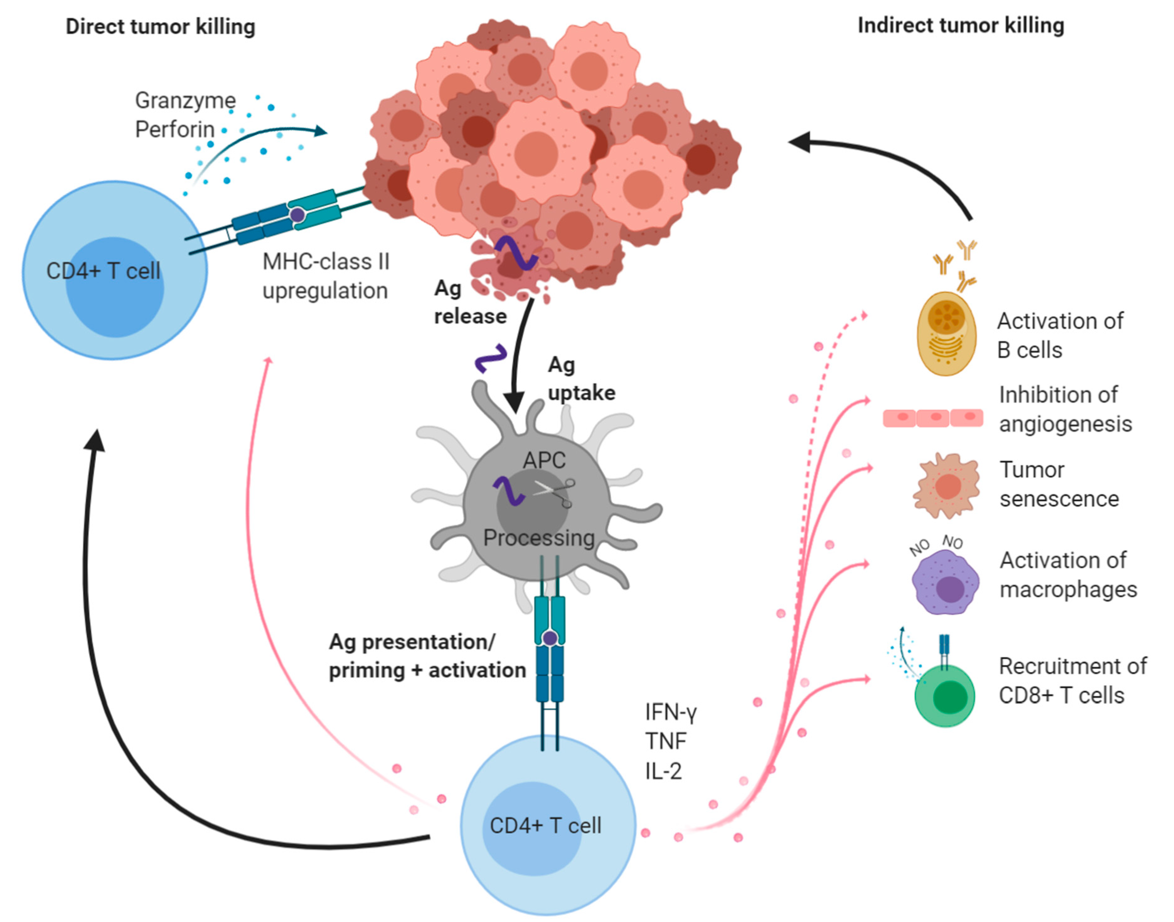 Cancers Free Full Text Cd T Cells Multitasking Cells In The Duty