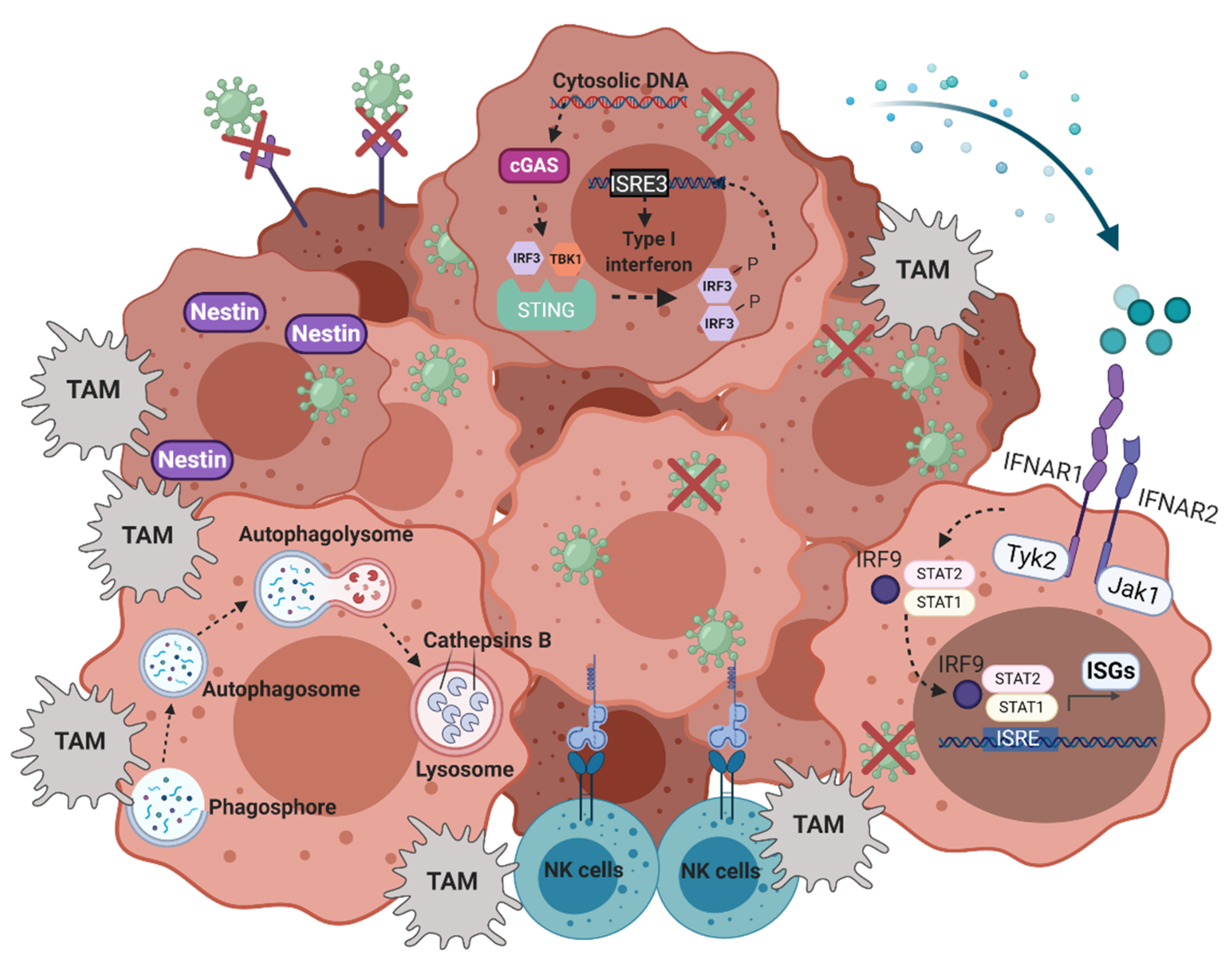 Cancers | Free Full-Text | Personalizing Oncolytic Virotherapy for  Glioblastoma: In Search of Biomarkers for Response | HTML