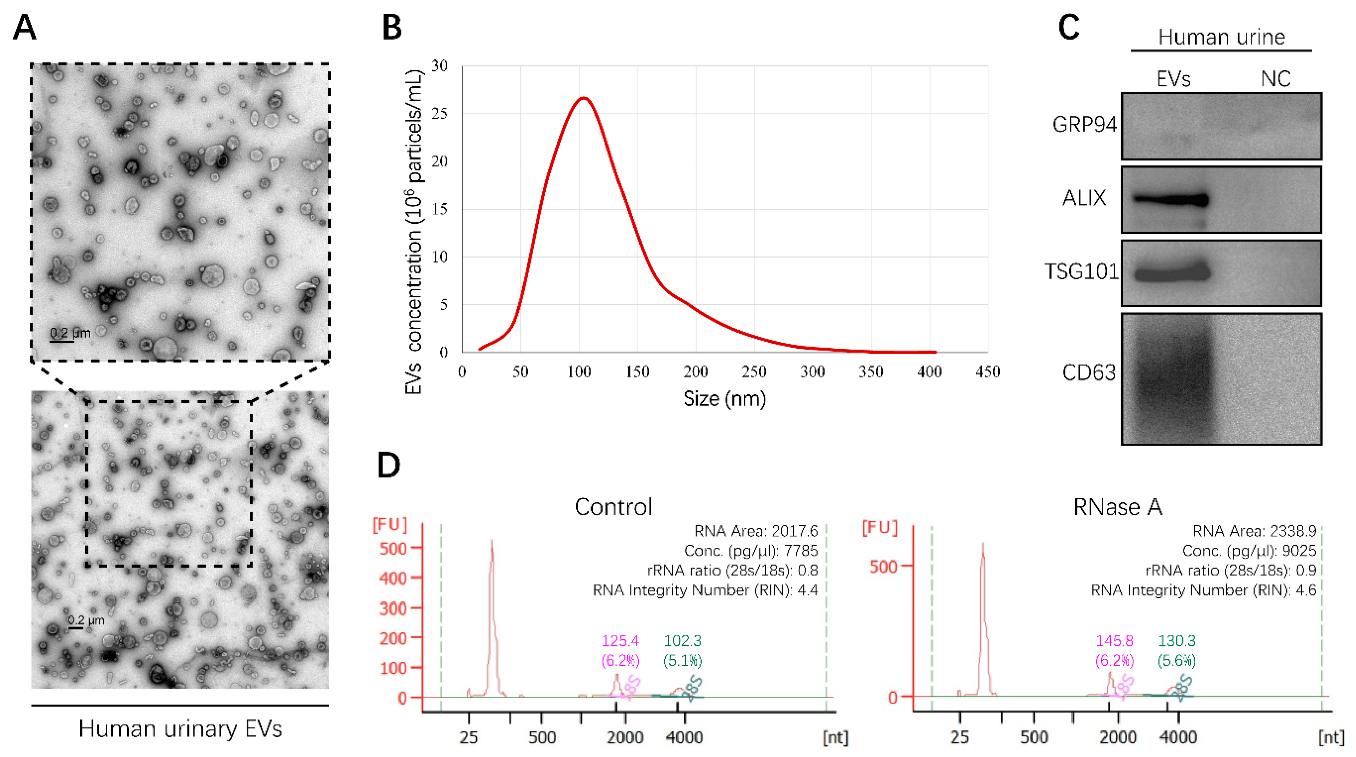 Cancers 13 00618 g001