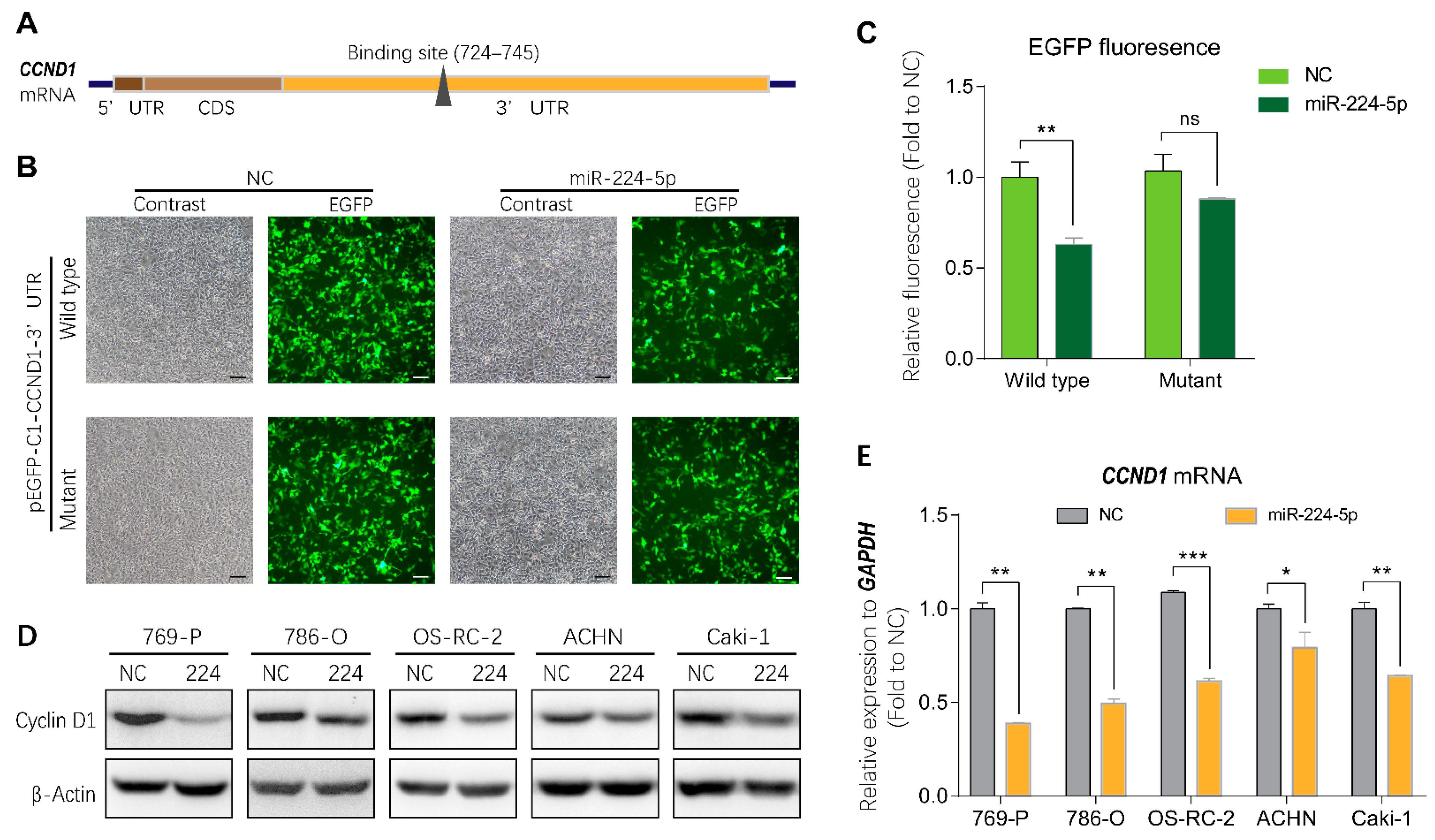 Cancers 13 00618 g005