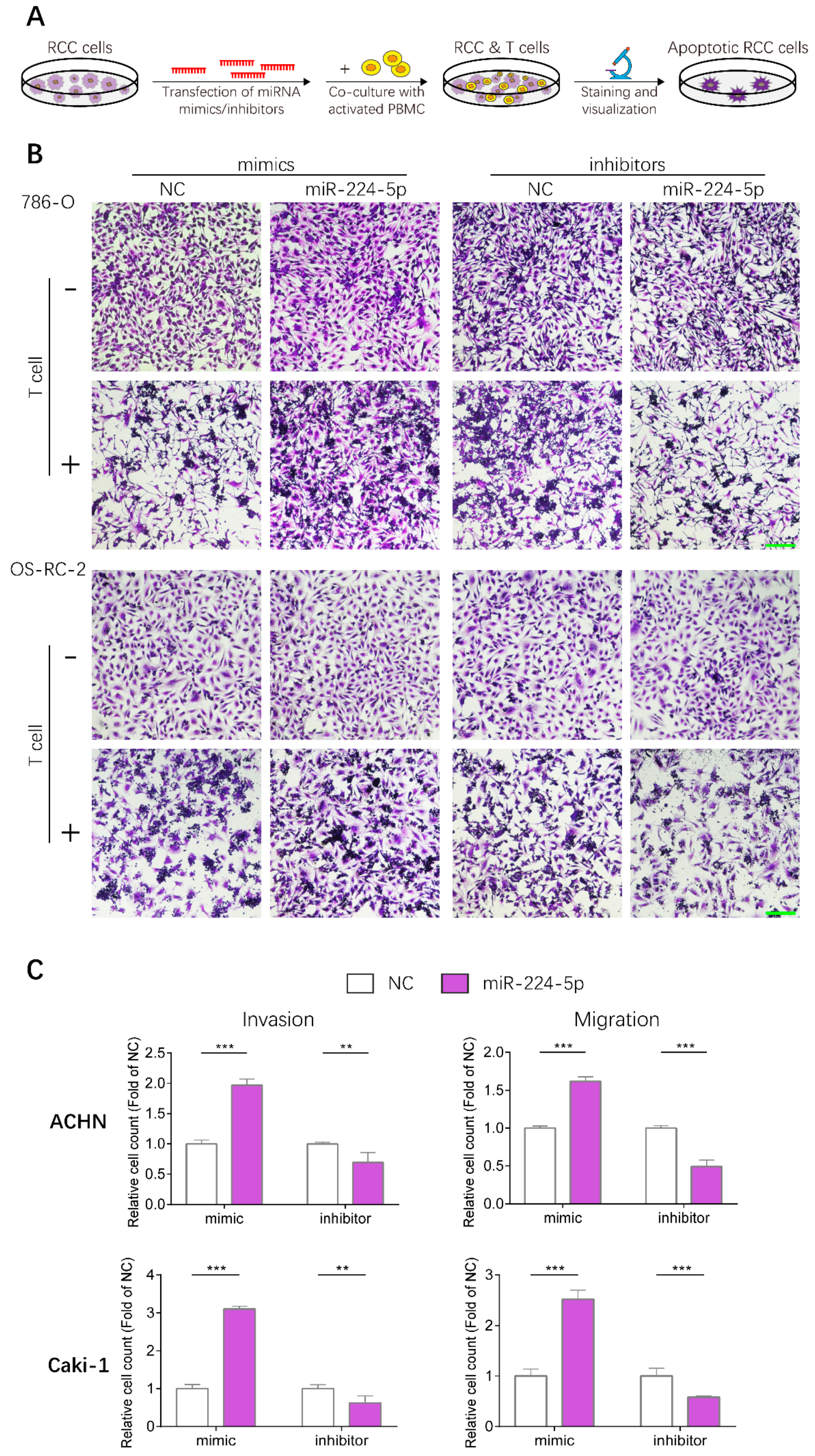Cancers 13 00618 g008