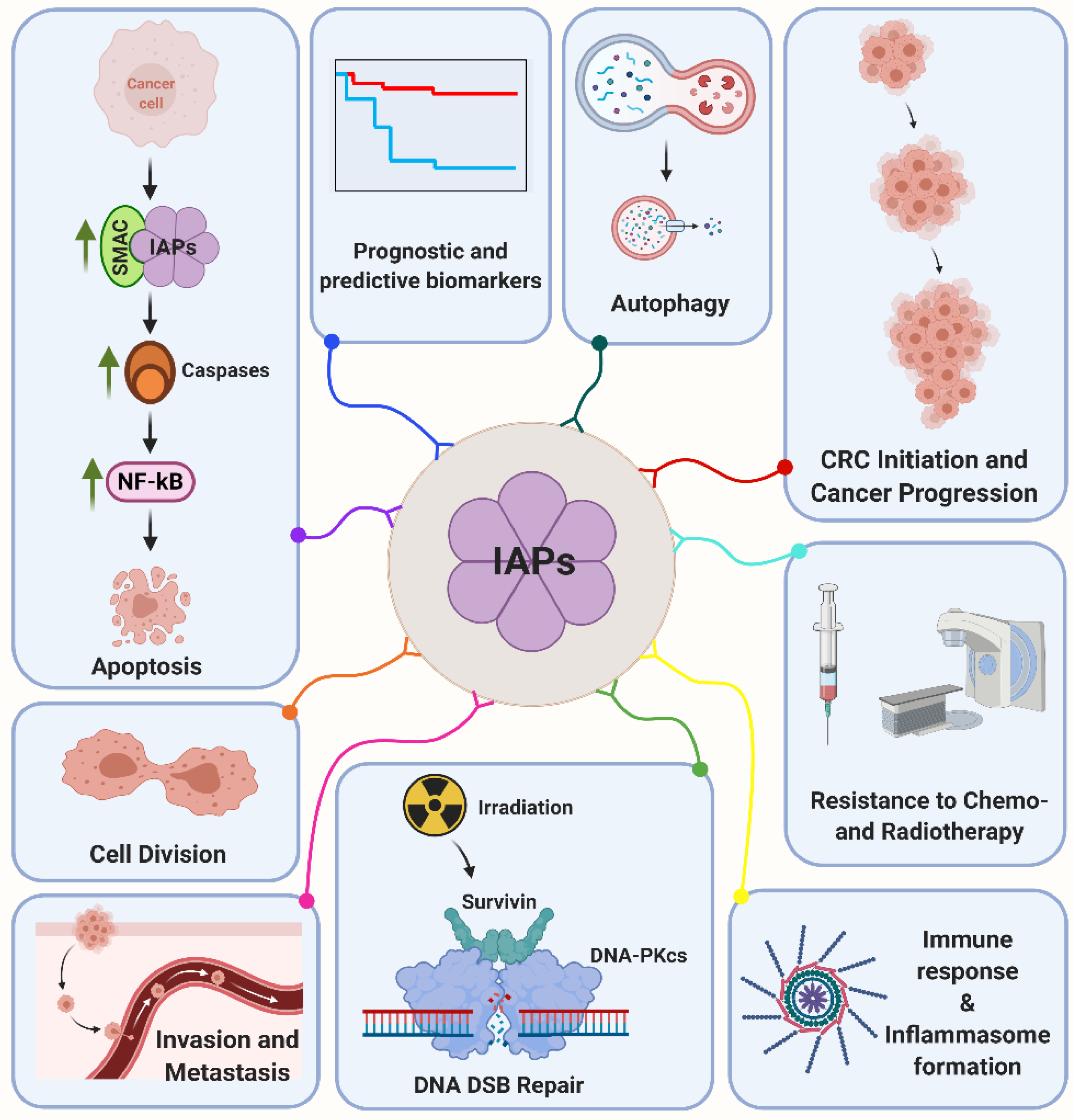 Cancers | Free Full-Text | Tumor Suppressor Protein p53 and Inhibitor of  Apoptosis Proteins in Colorectal Cancer—A Promising Signaling Network for  Therapeutic Interventions
