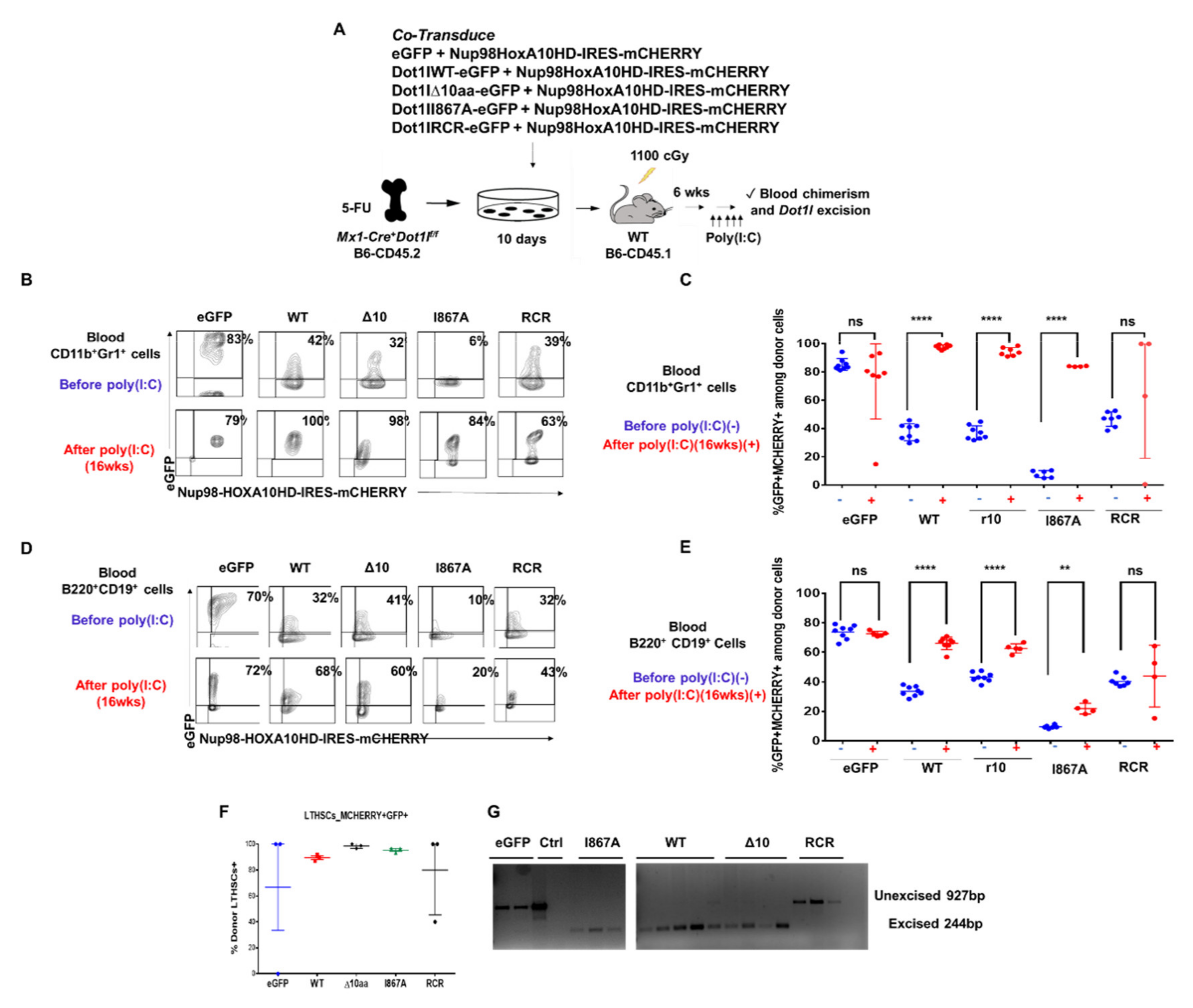 Cancers 13 00642 g005