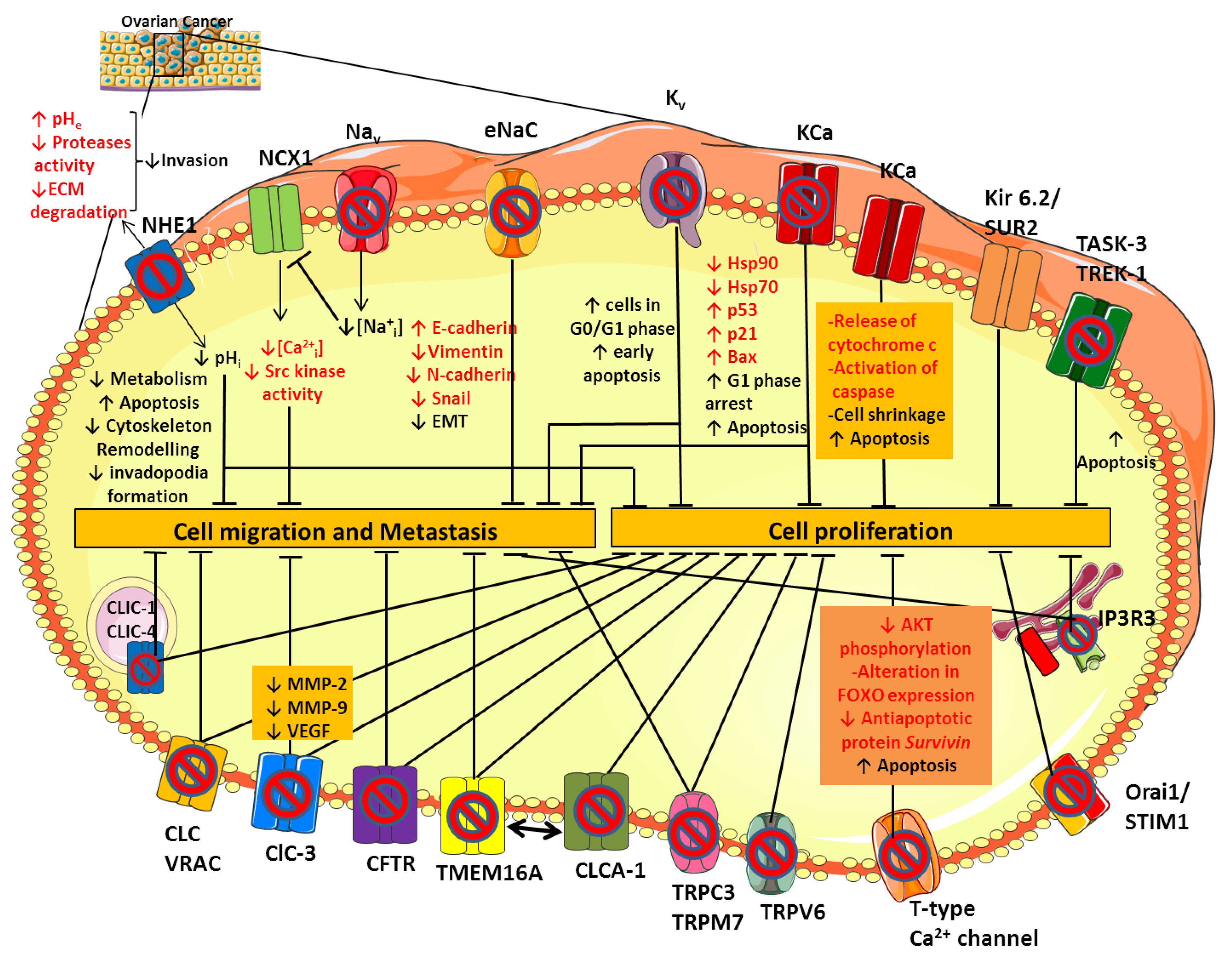 Illustration of the acute effect of TNF-α on the 70 pS K⁺ channel