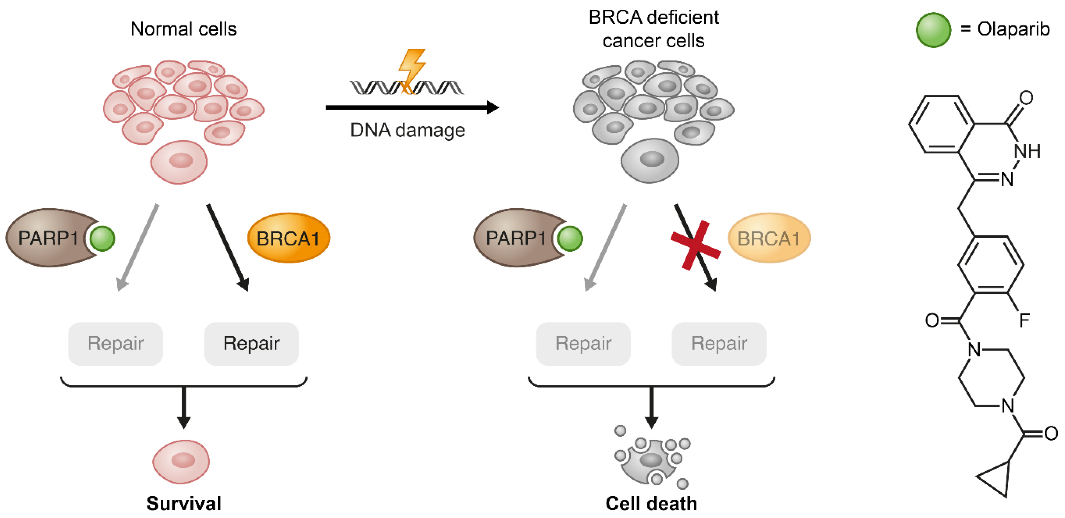 Cancers 13 00669 g006