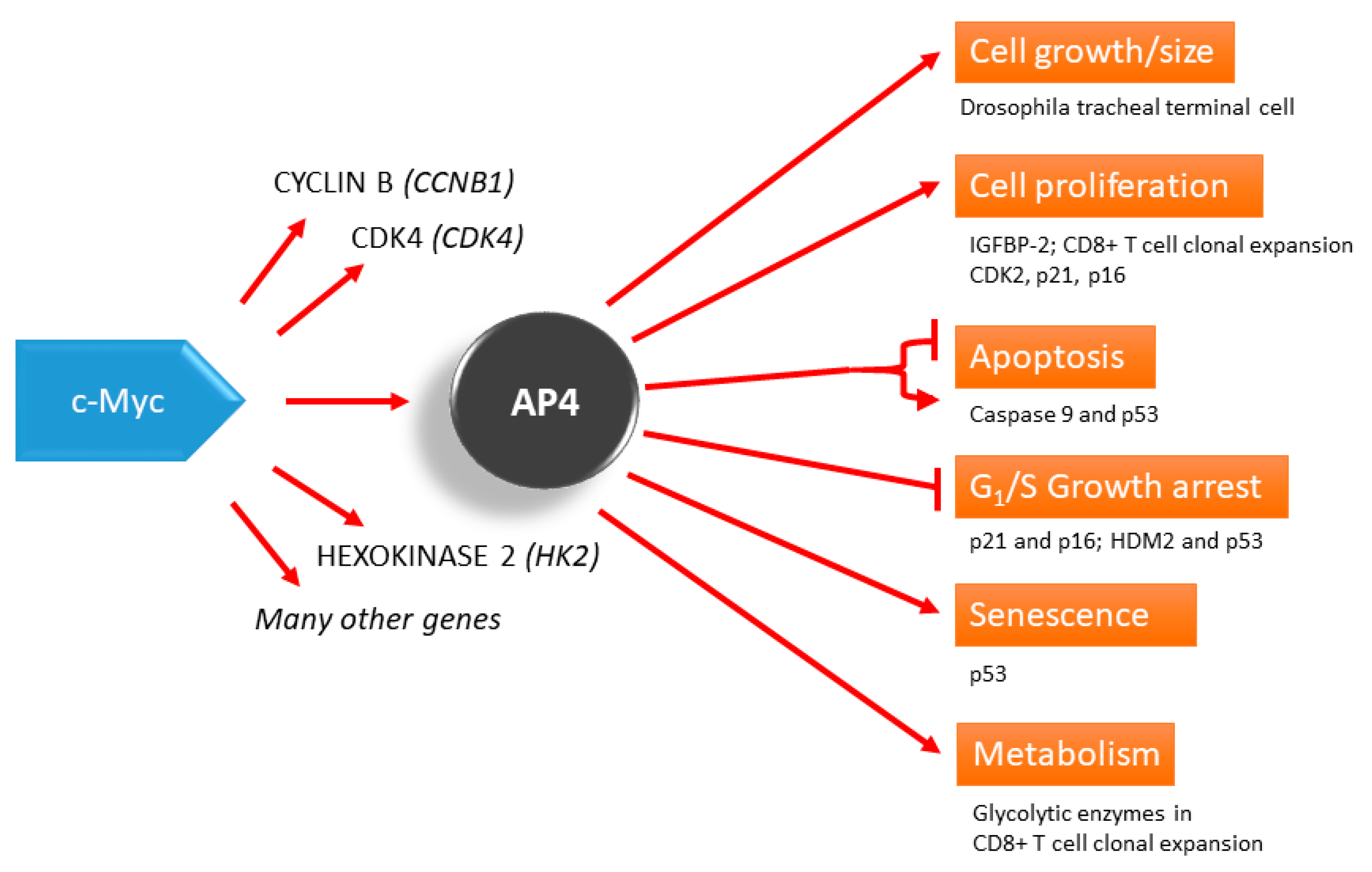 Cancers | Free Full-Text | Transcription Factor AP4 Mediates Cell