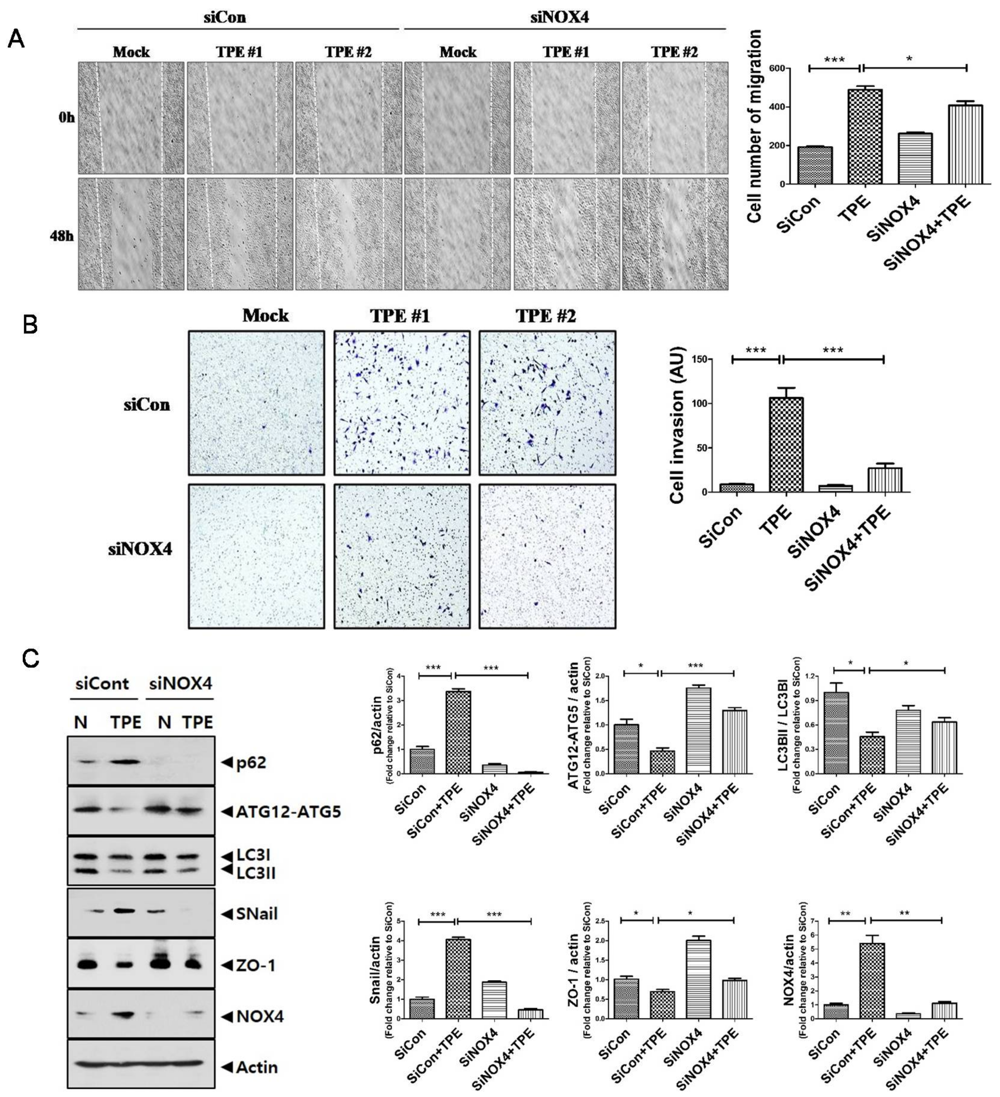 Cancers 13 00687 g005