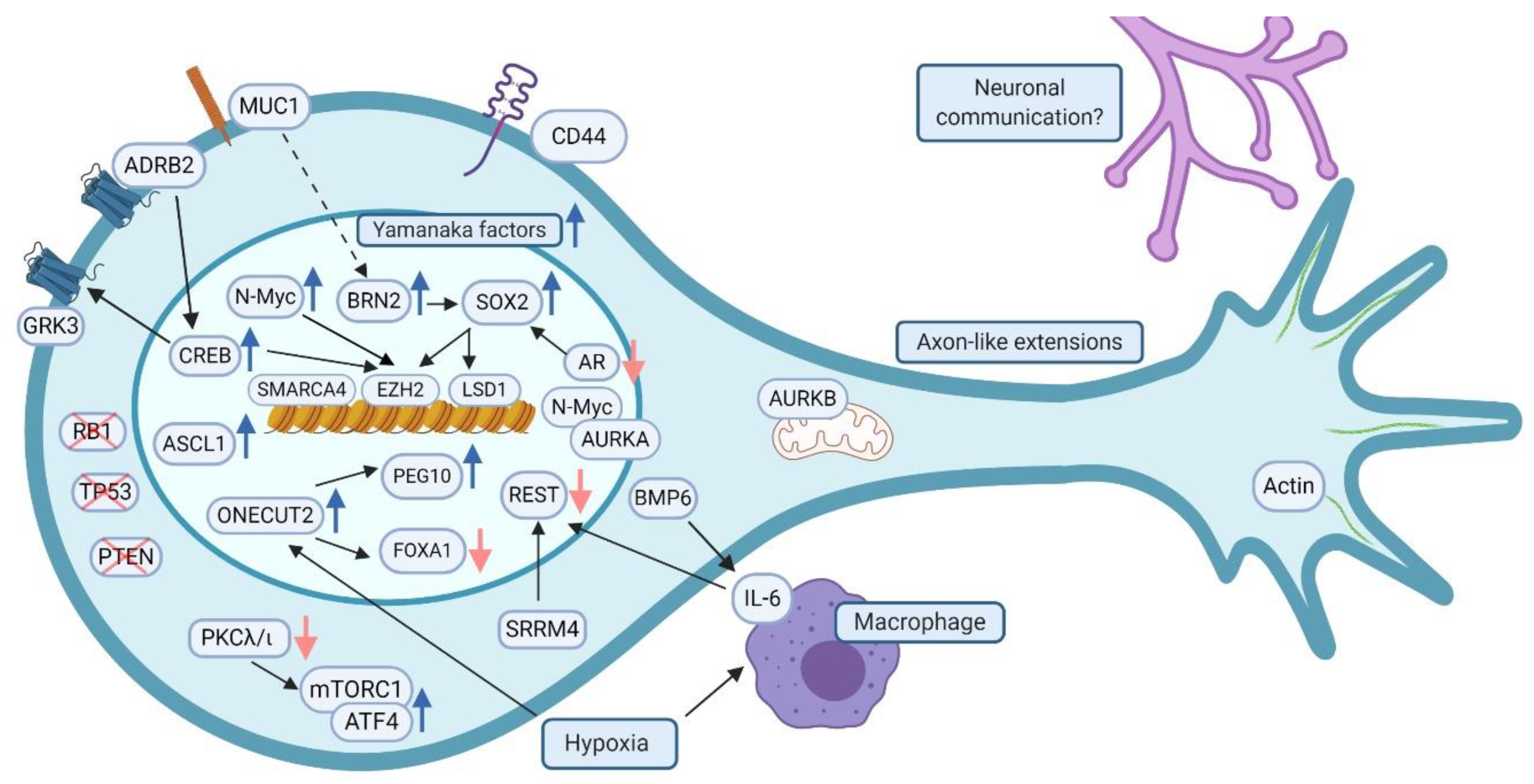 Cancers 13 00692 g002