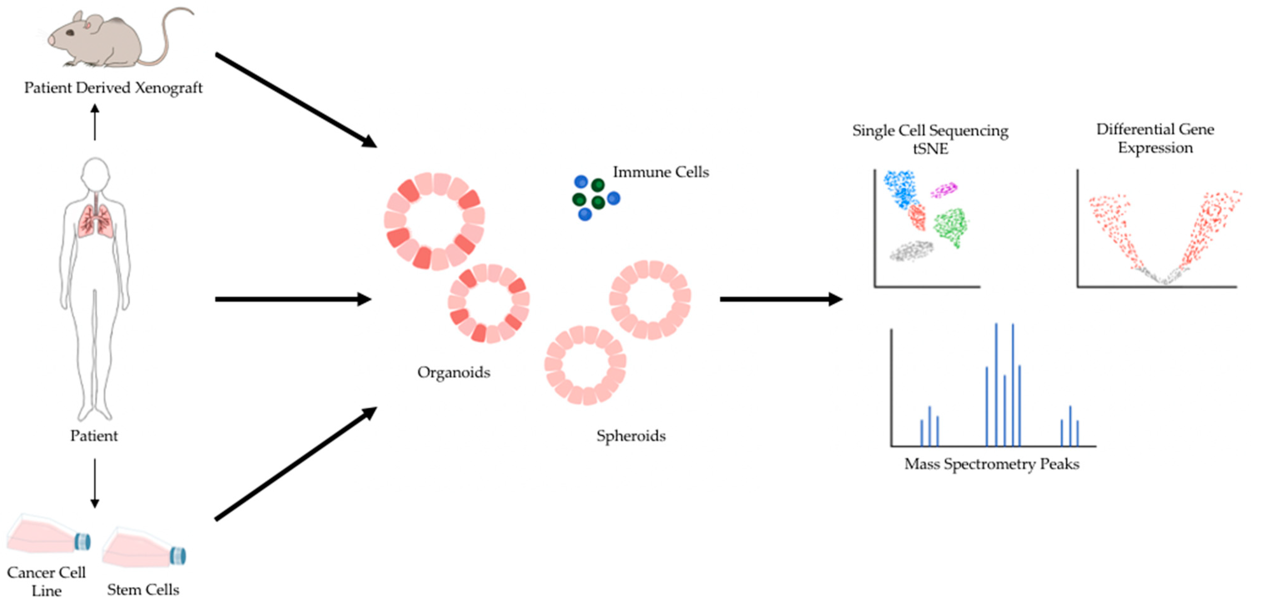 Cancers 13 00701 g001 Cancers 13 00701 g001