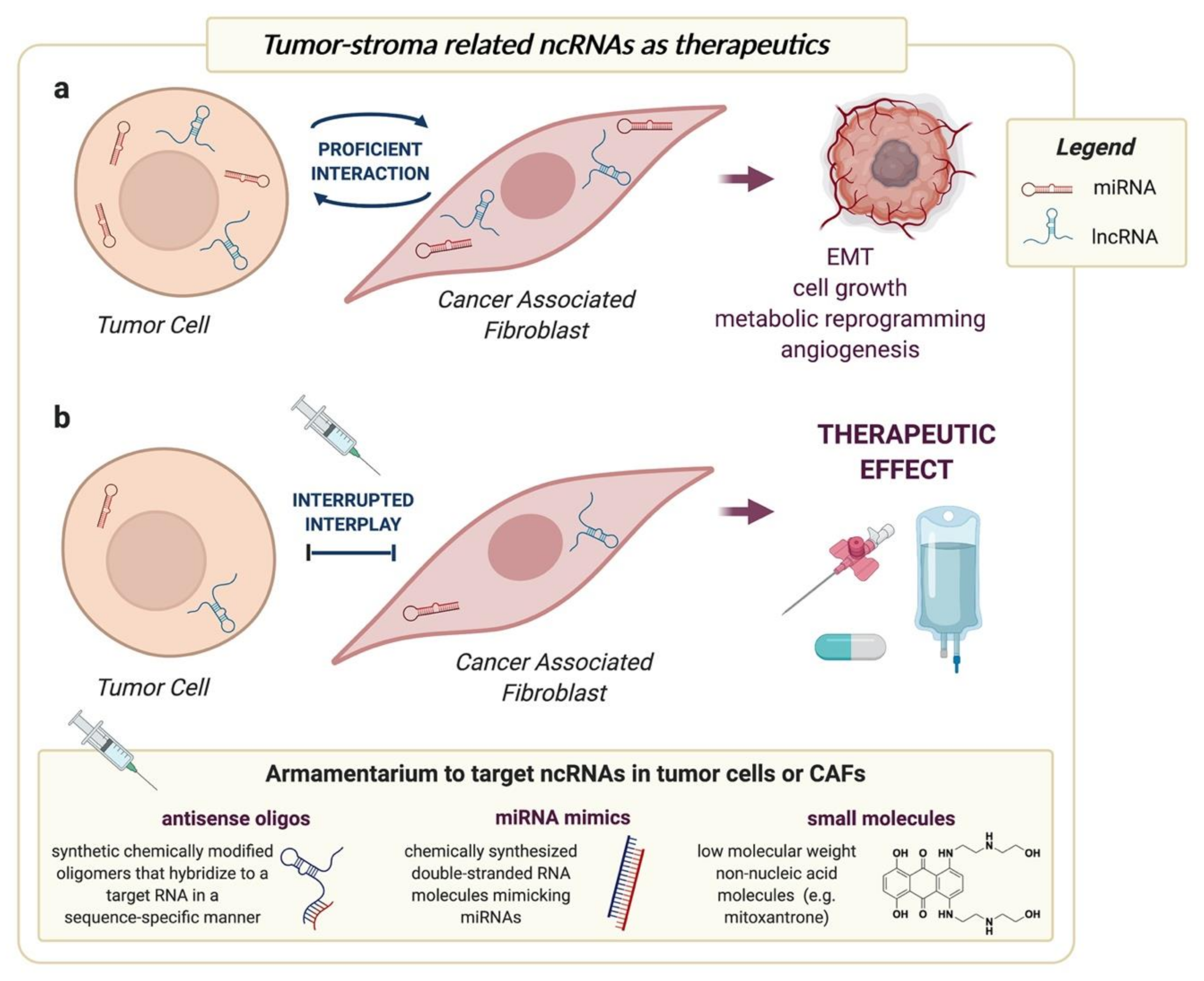 Cancers | Free Full-Text | Noncoding RNAs in the Interplay between Tumor  Cells and Cancer-Associated Fibroblasts: Signals to Catch and Targets to Hit