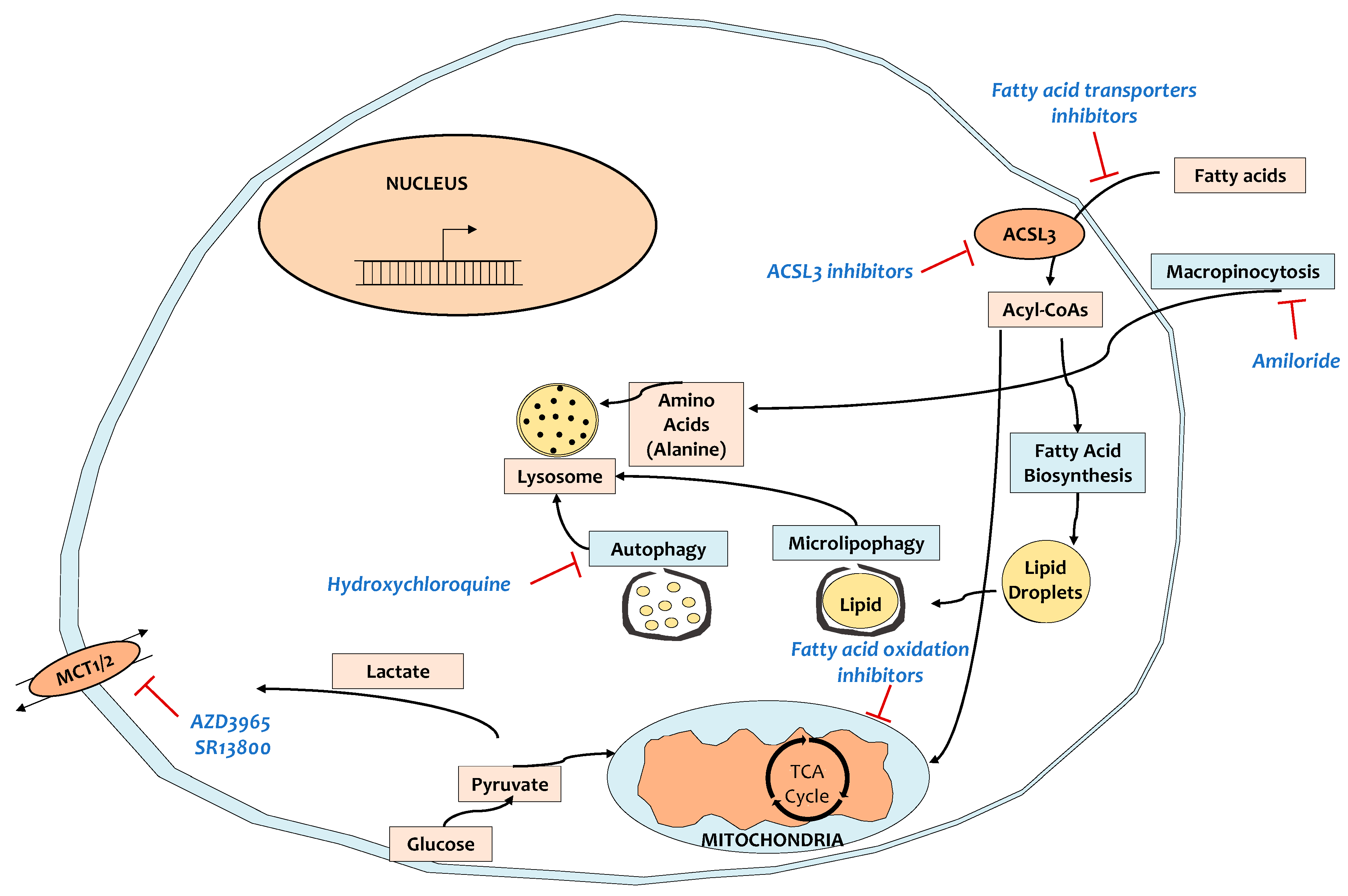 Cancers 13 00799 g002 Cancers 13 00799 g002