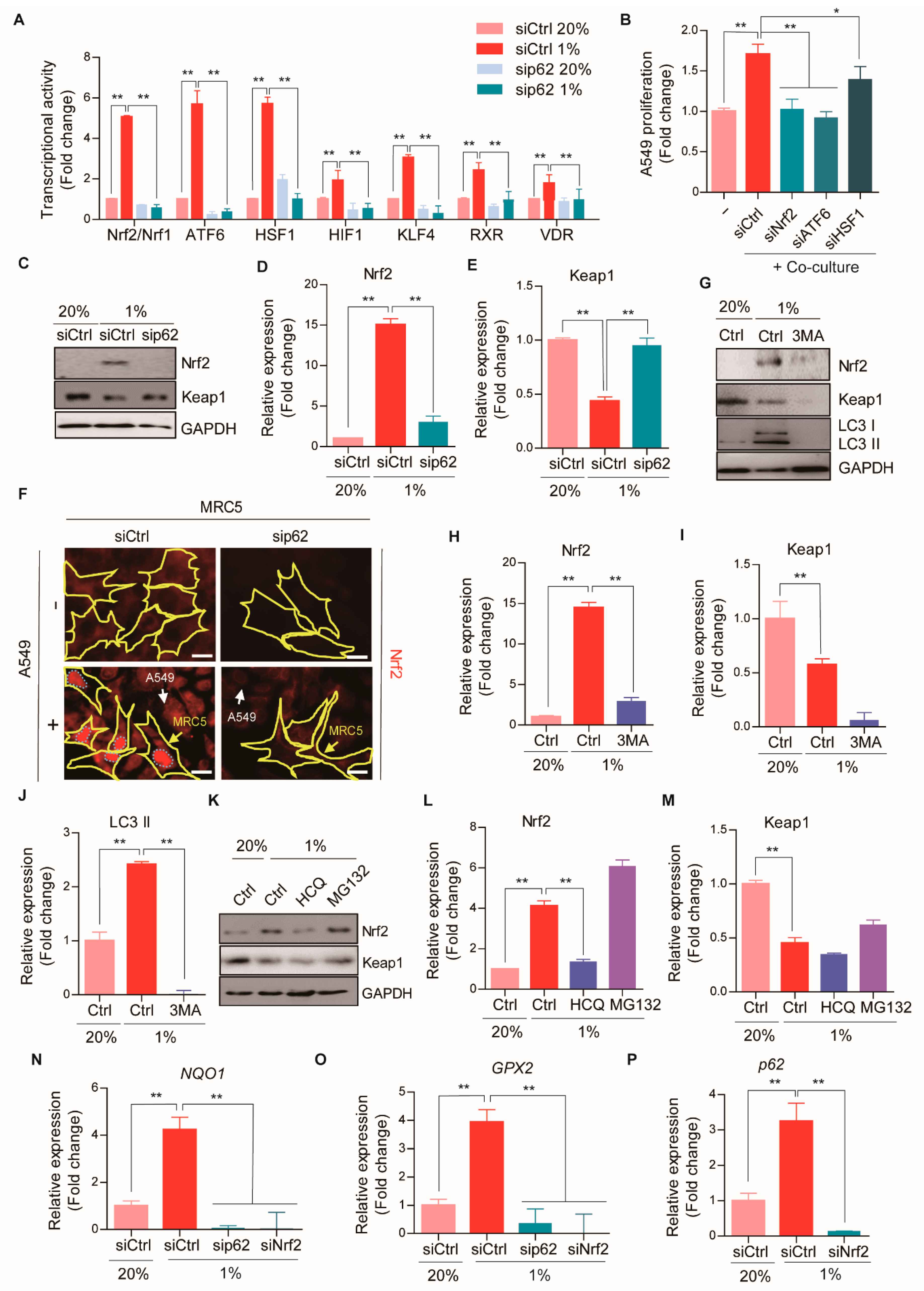 Cancers 13 00864 g004 Cancers 13 00864 g004