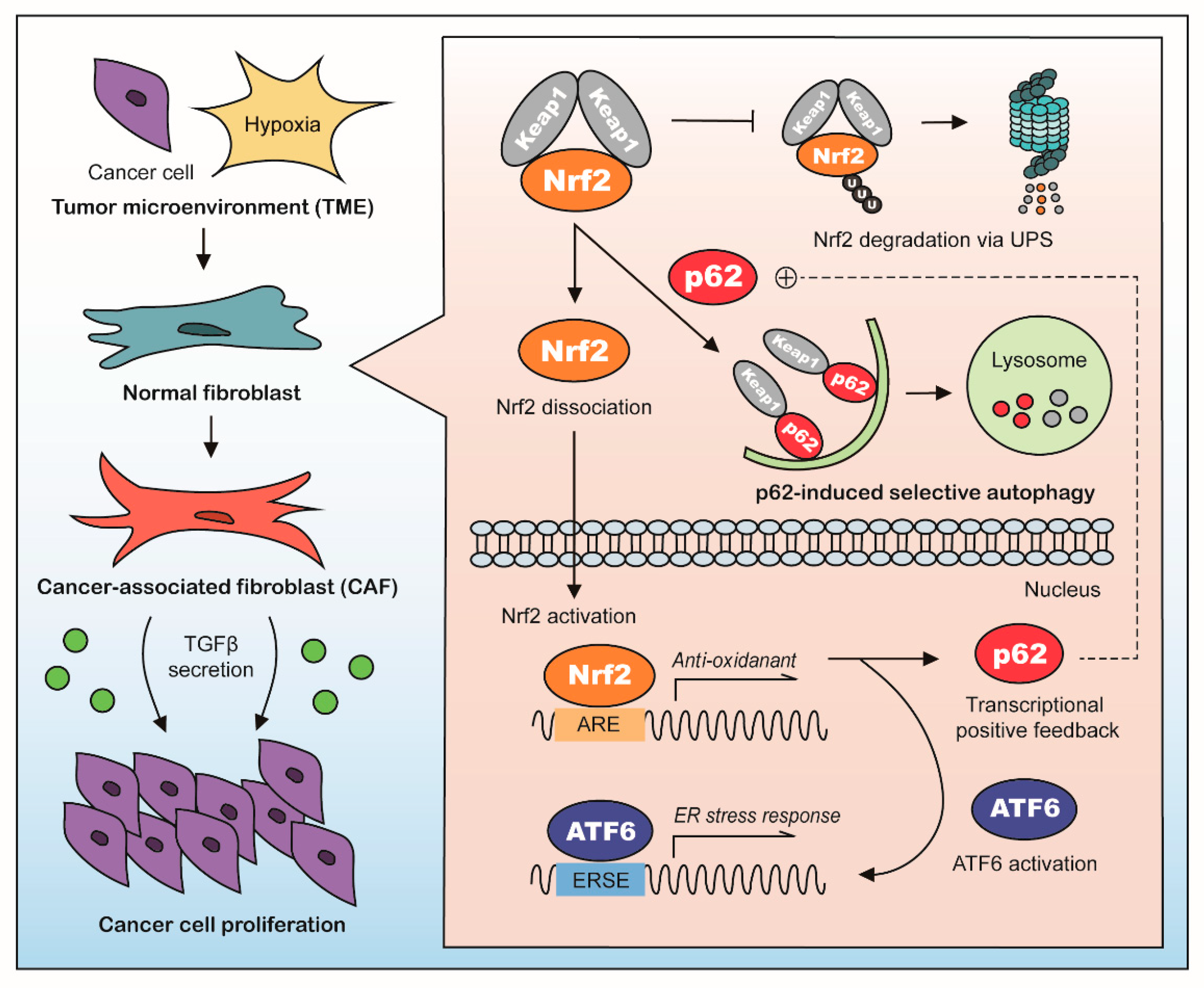 Cancers 13 00864 g007 Cancers 13 00864 g007