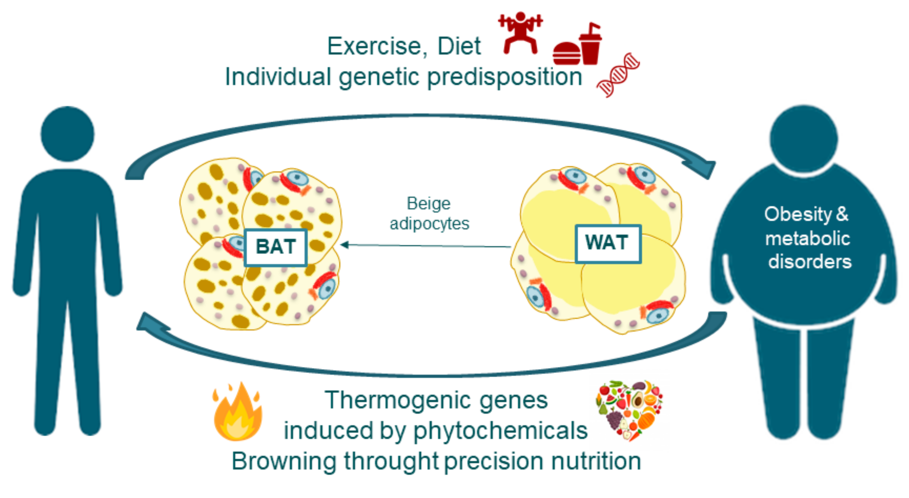 Cancers | Free Full-Text | Precision Nutrition to Activate Thermogenesis as  a Complementary Approach to Target Obesity and  Associated-Metabolic-Disorders