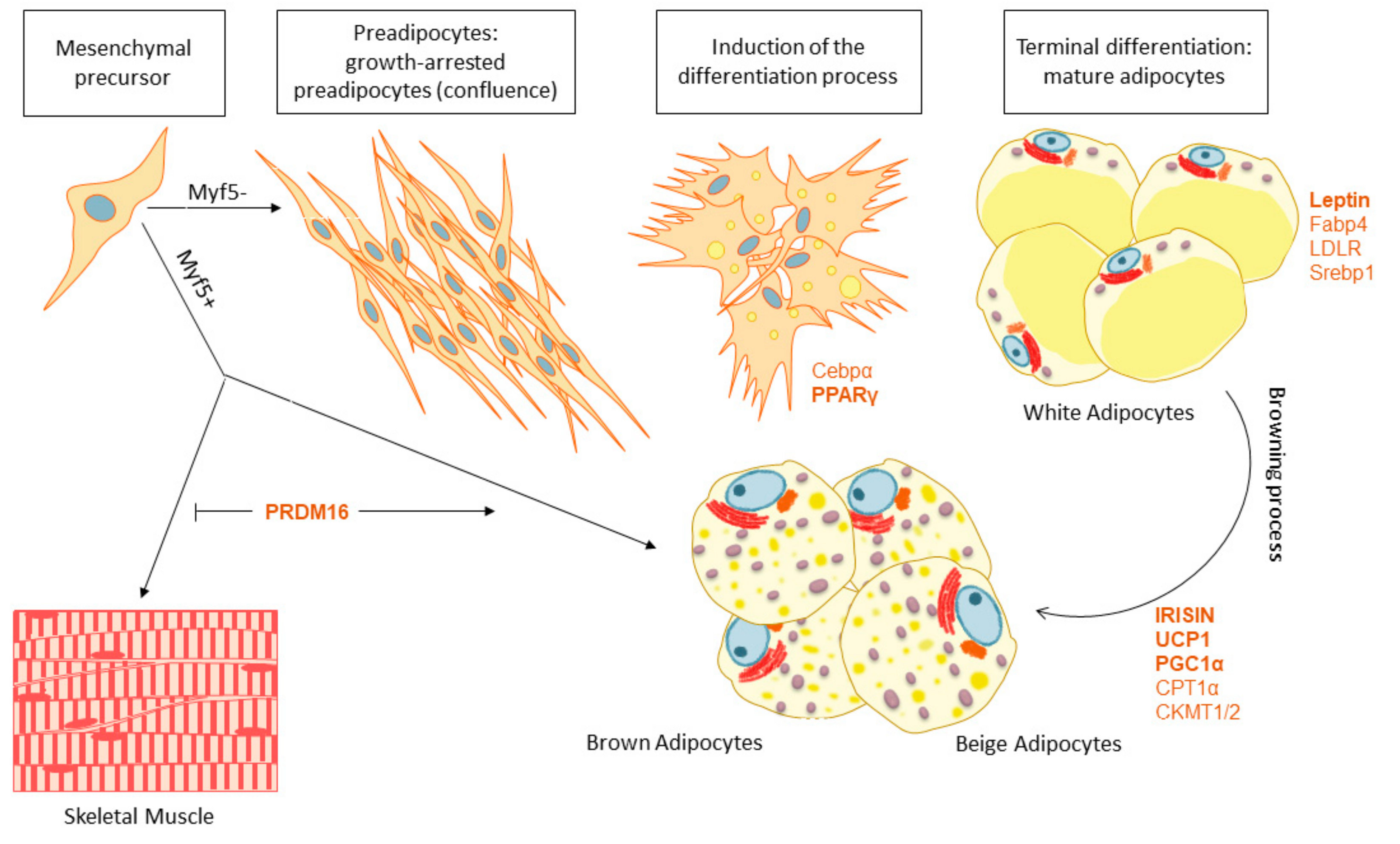 Cancers 13 00866 g002