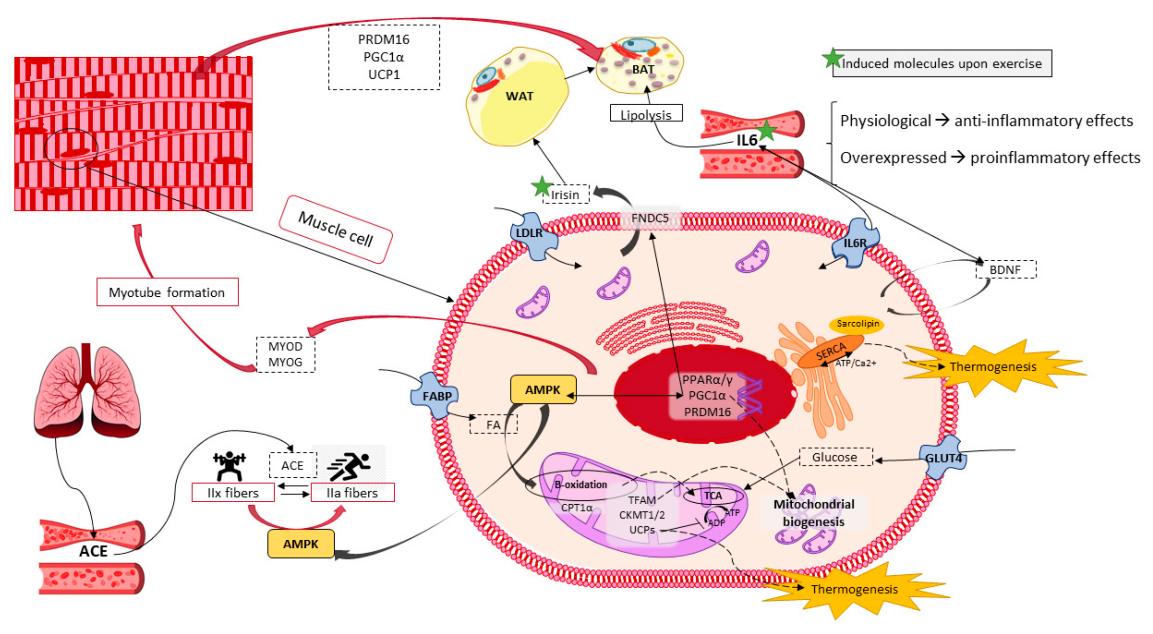 Cancers 13 00866 g004