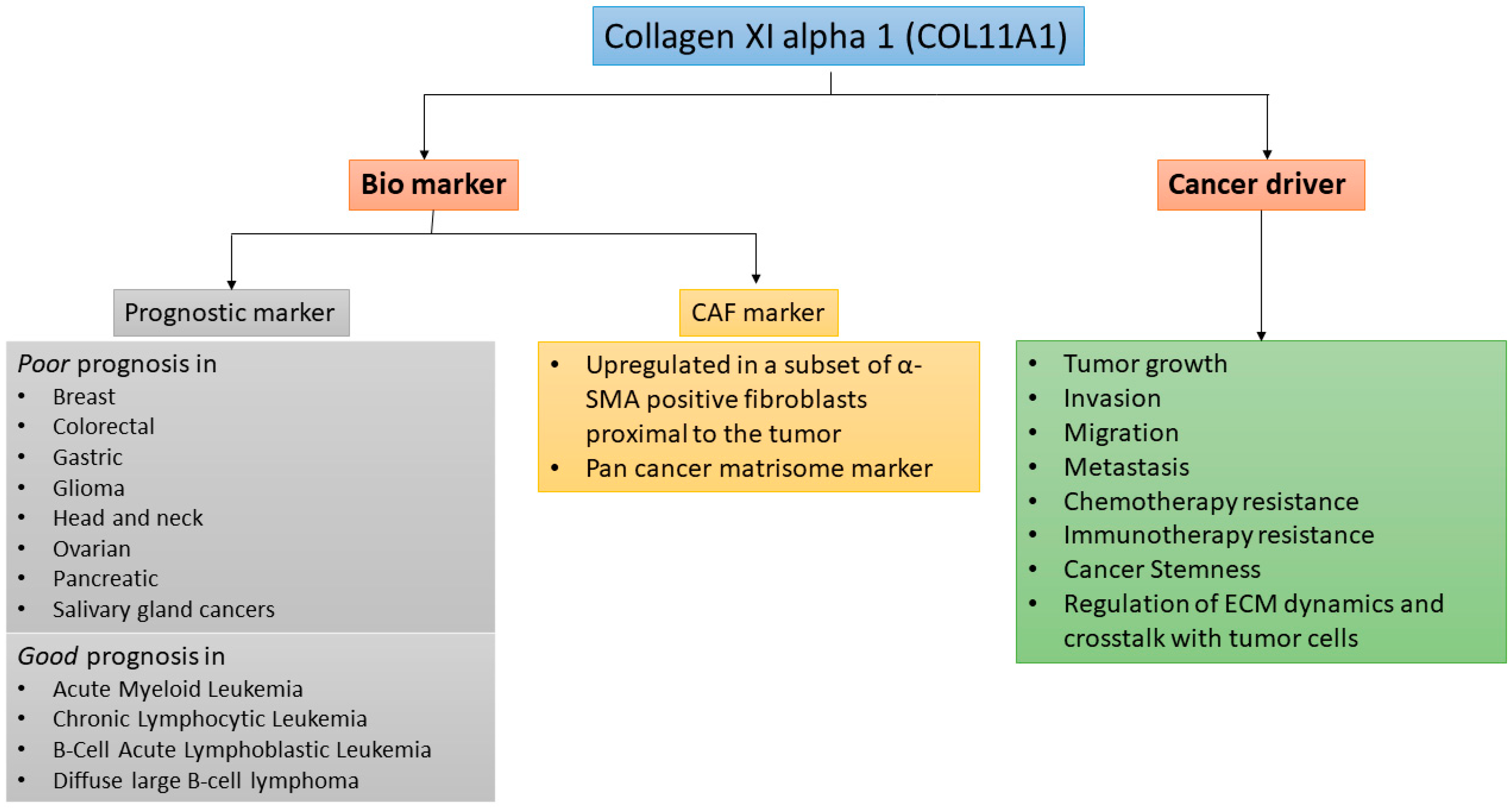 Cancers | Free Full-Text | Collagen Type XI Alpha 1 (COL11A1): A Novel  Biomarker and a Key Player in Cancer | HTML