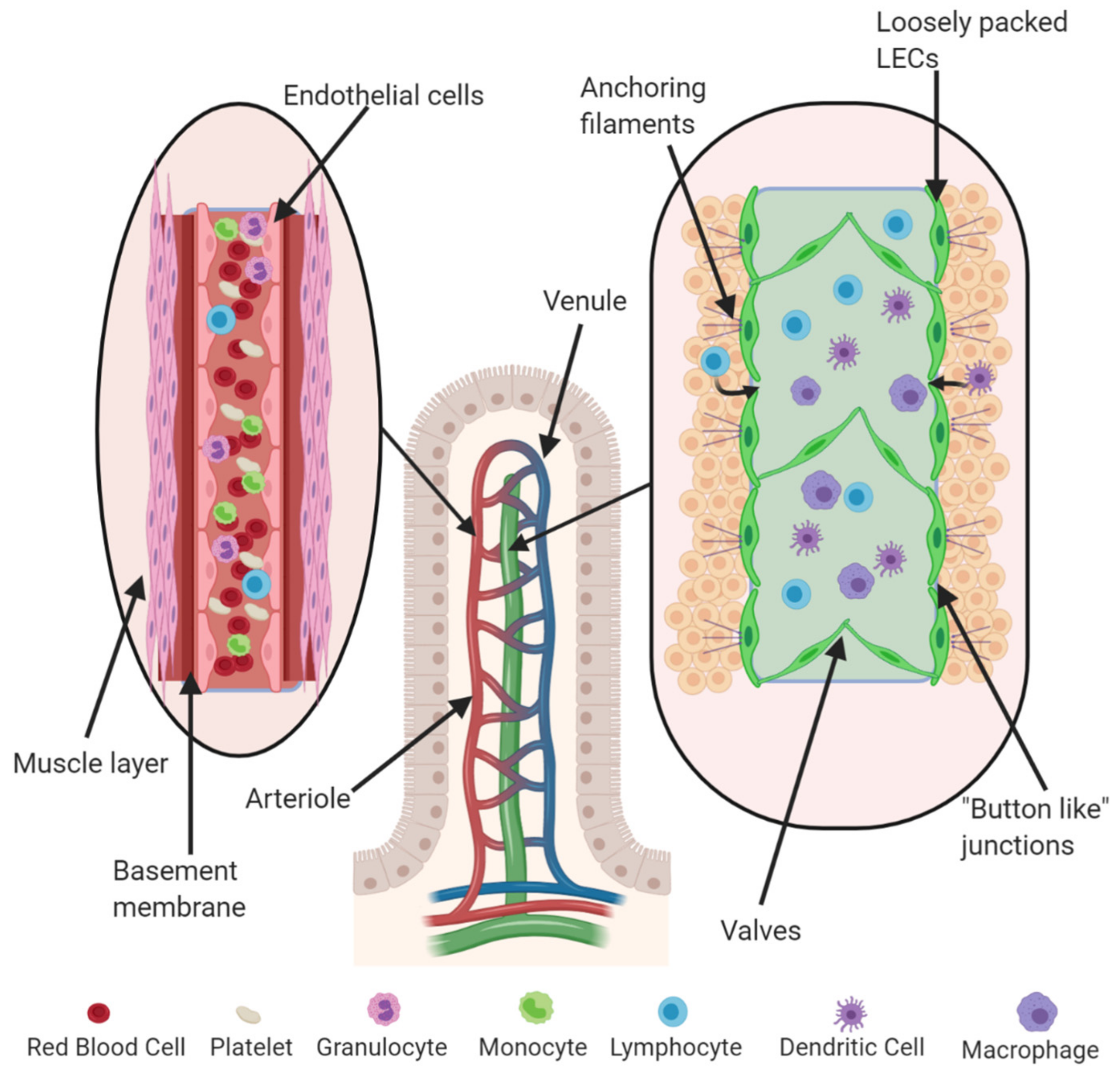 Cancers Free Full Text Prostaglandin E2 Receptor 4 Ep4 As A Therapeutic Target To Impede Breast Cancer Associated Angiogenesis And Lymphangiogenesis Html