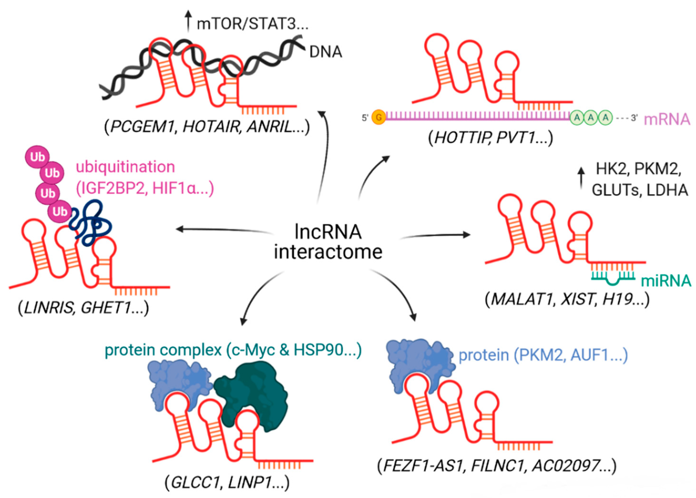 Cancers Free Full Text Involvement Of Long Non Coding Rnas In