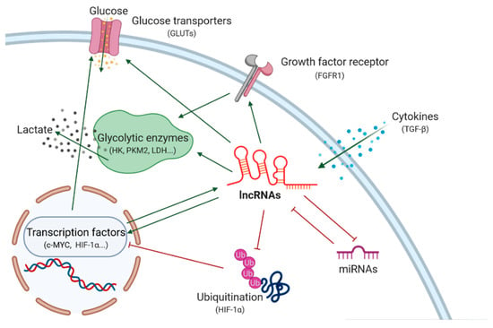 Cancers | Free Full-Text | Involvement of Long Non-Coding RNAs in Glucose  Metabolism in Cancer