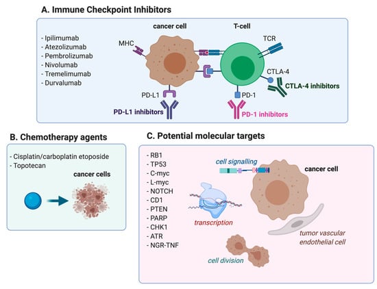 Cancers | Free Full-Text | History of Extensive Disease Small Cell