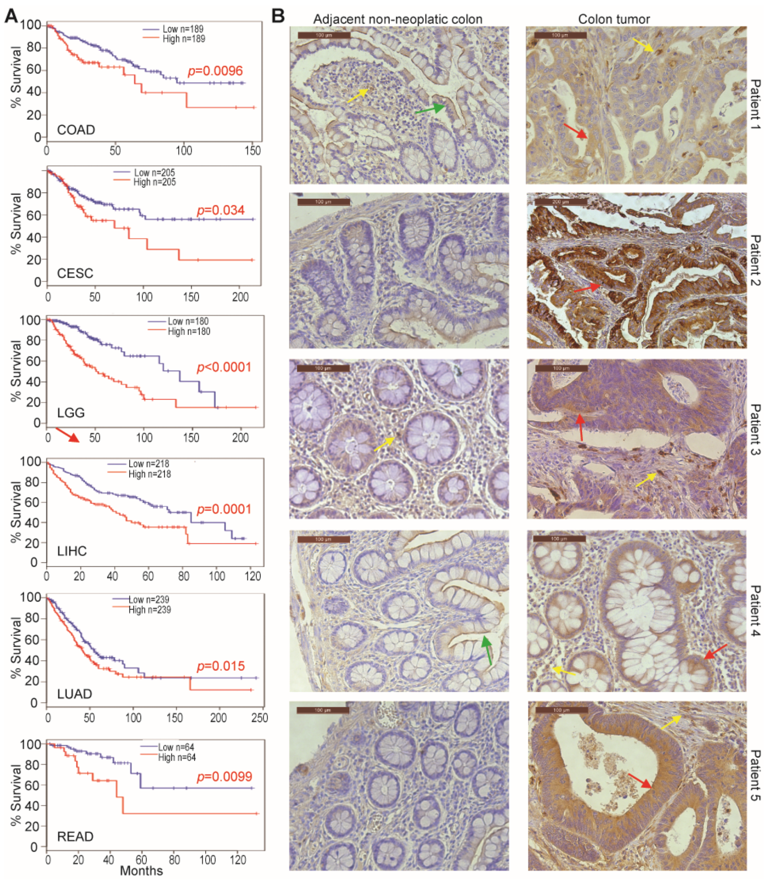 Cancers 13 01006 g001 Cancers 13 01006 g001