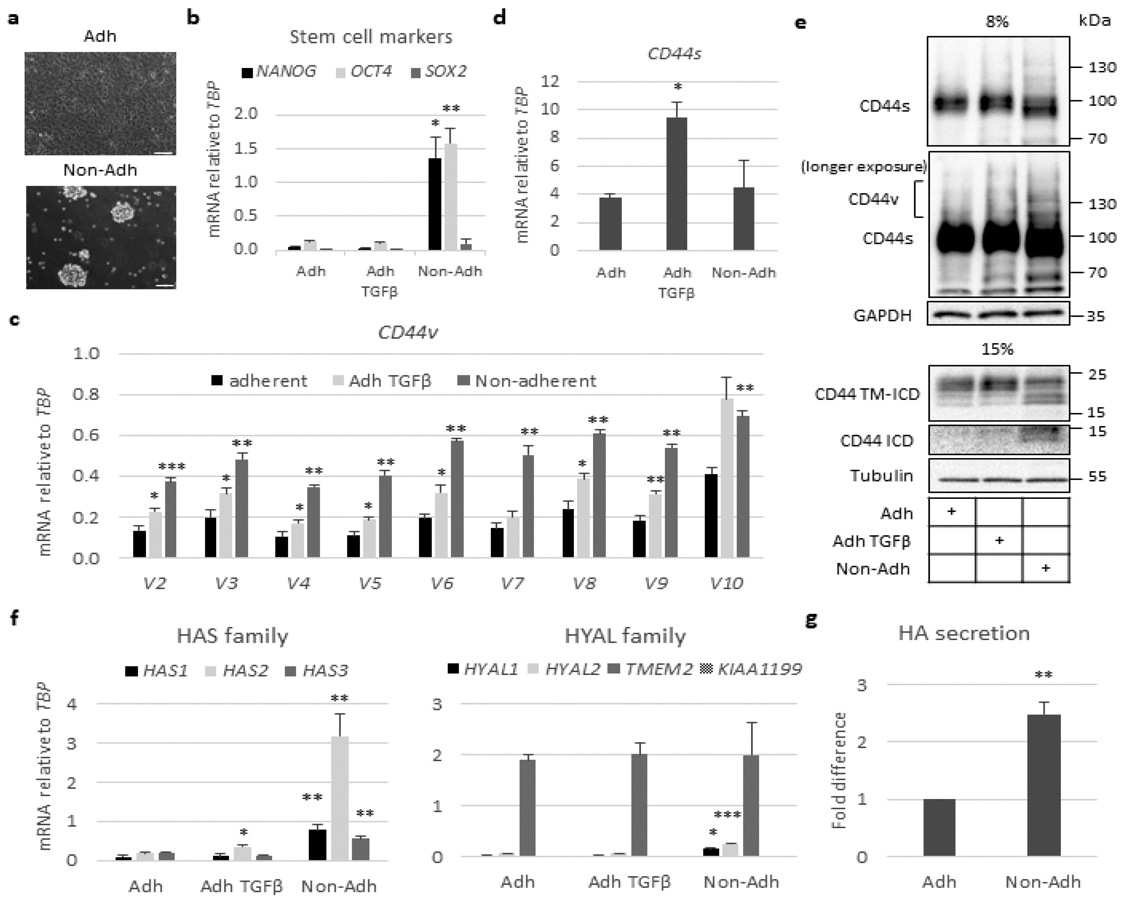 Cancers 13 01021 g002