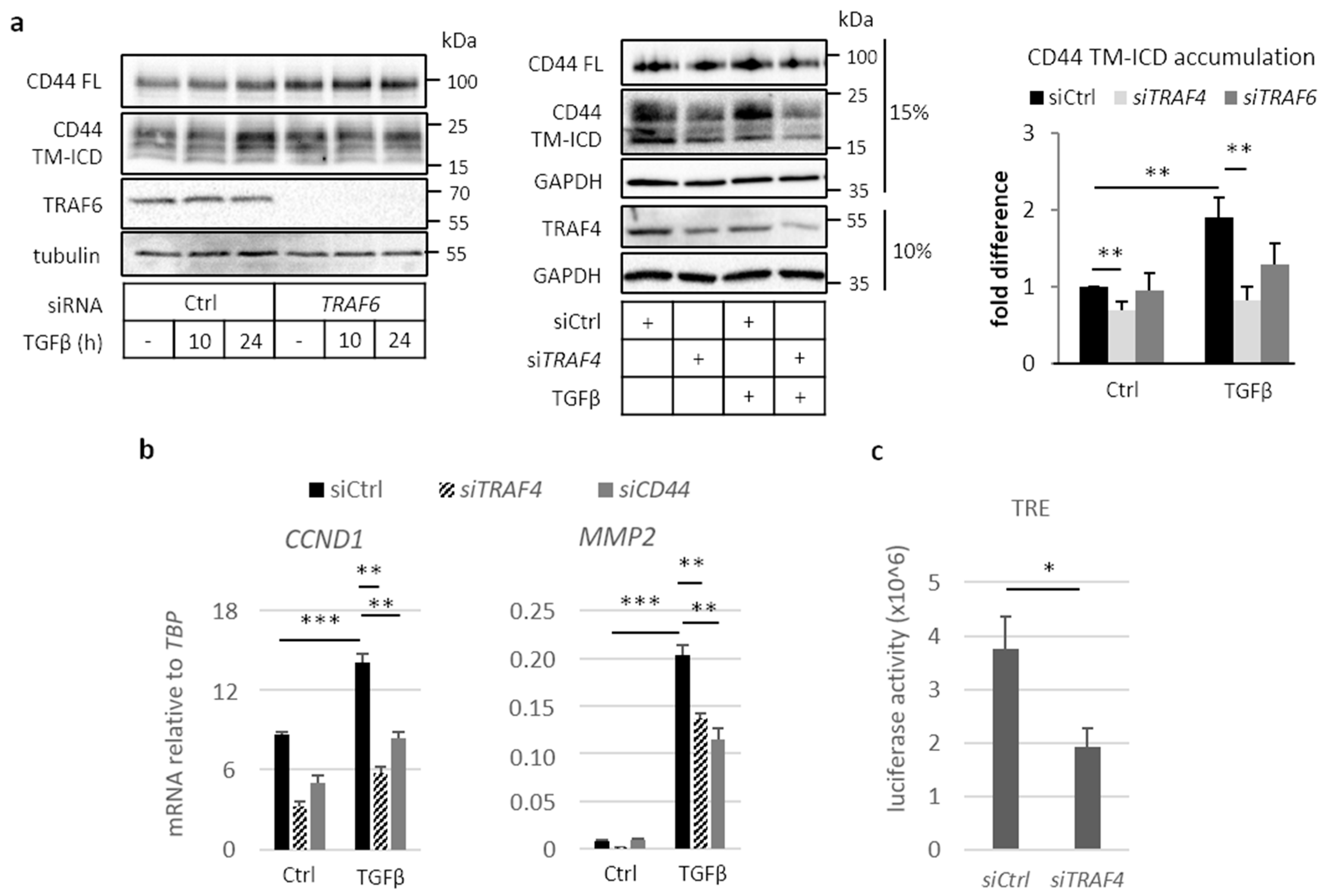 Cancers 13 01021 g003