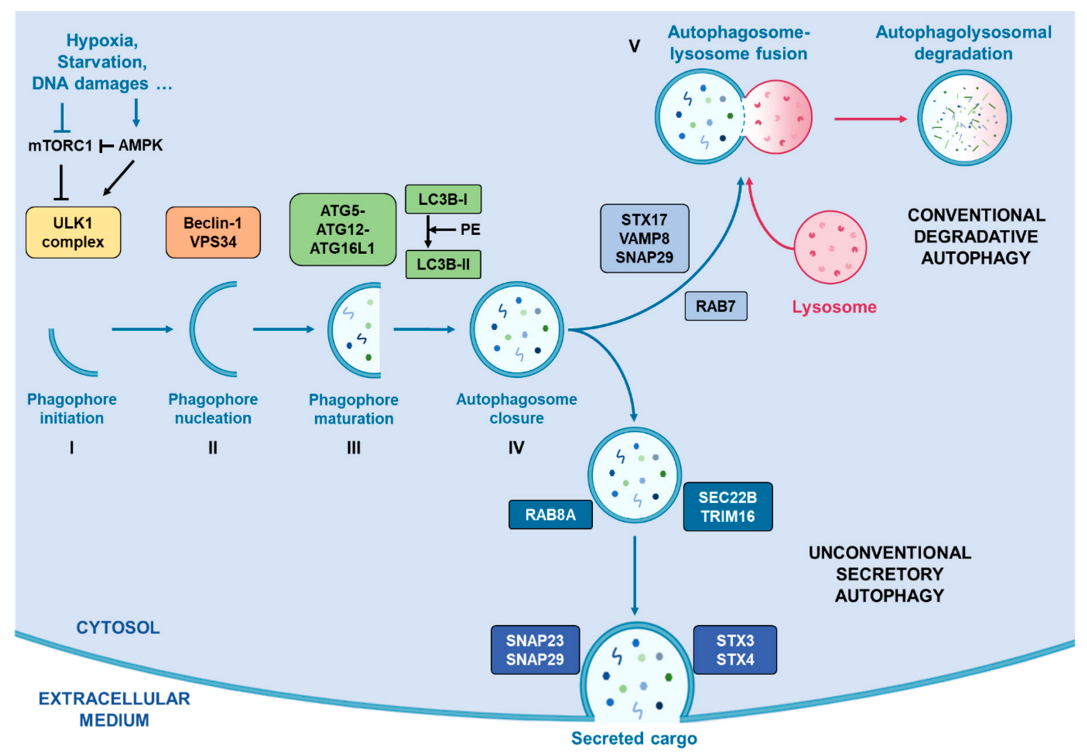 Cancers 13 01039 g001 Cancers 13 01039 g001