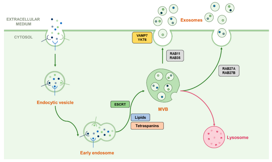 Cancers 13 01039 g002 Cancers 13 01039 g002